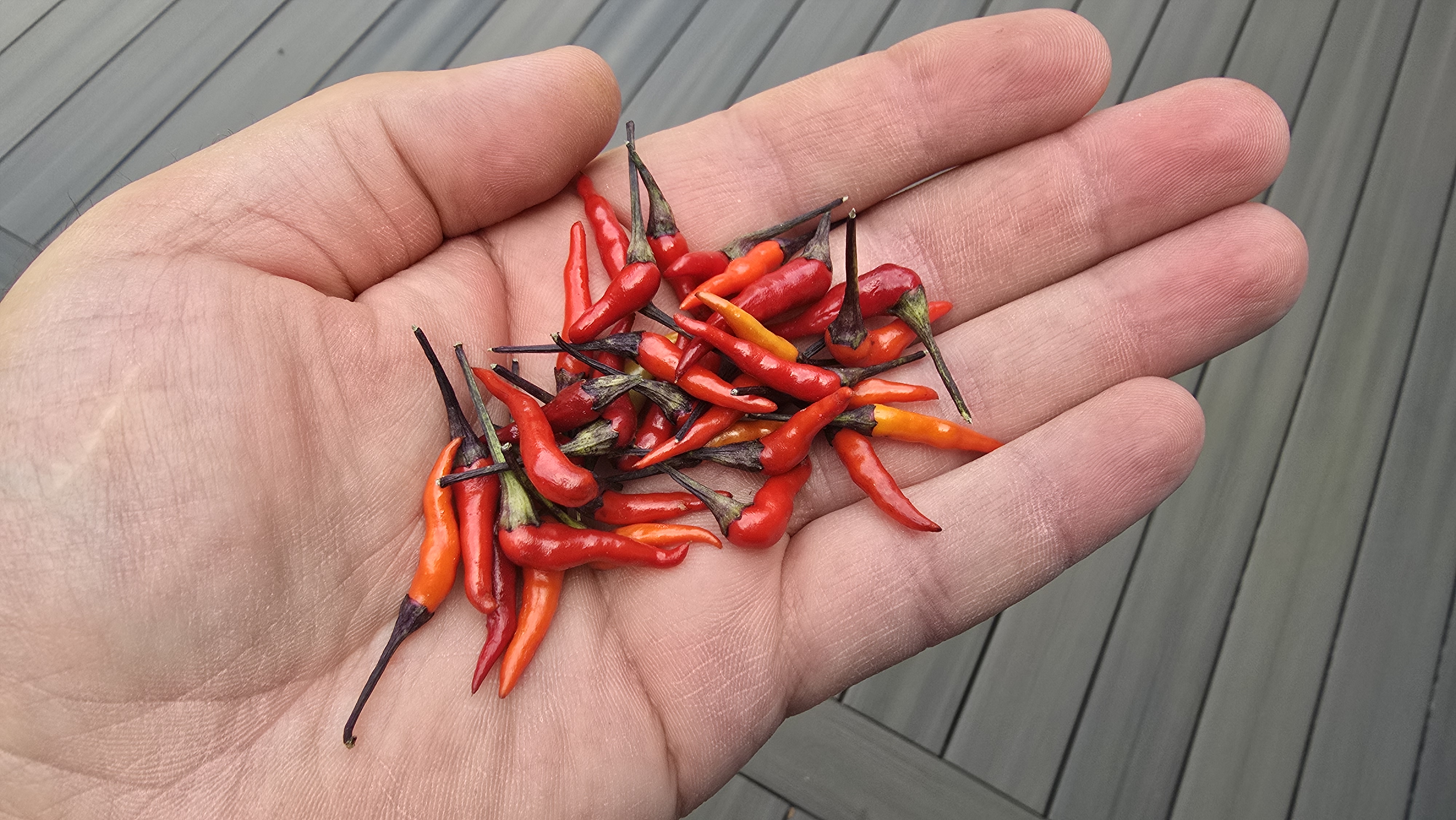 Maui Purple Multicolor