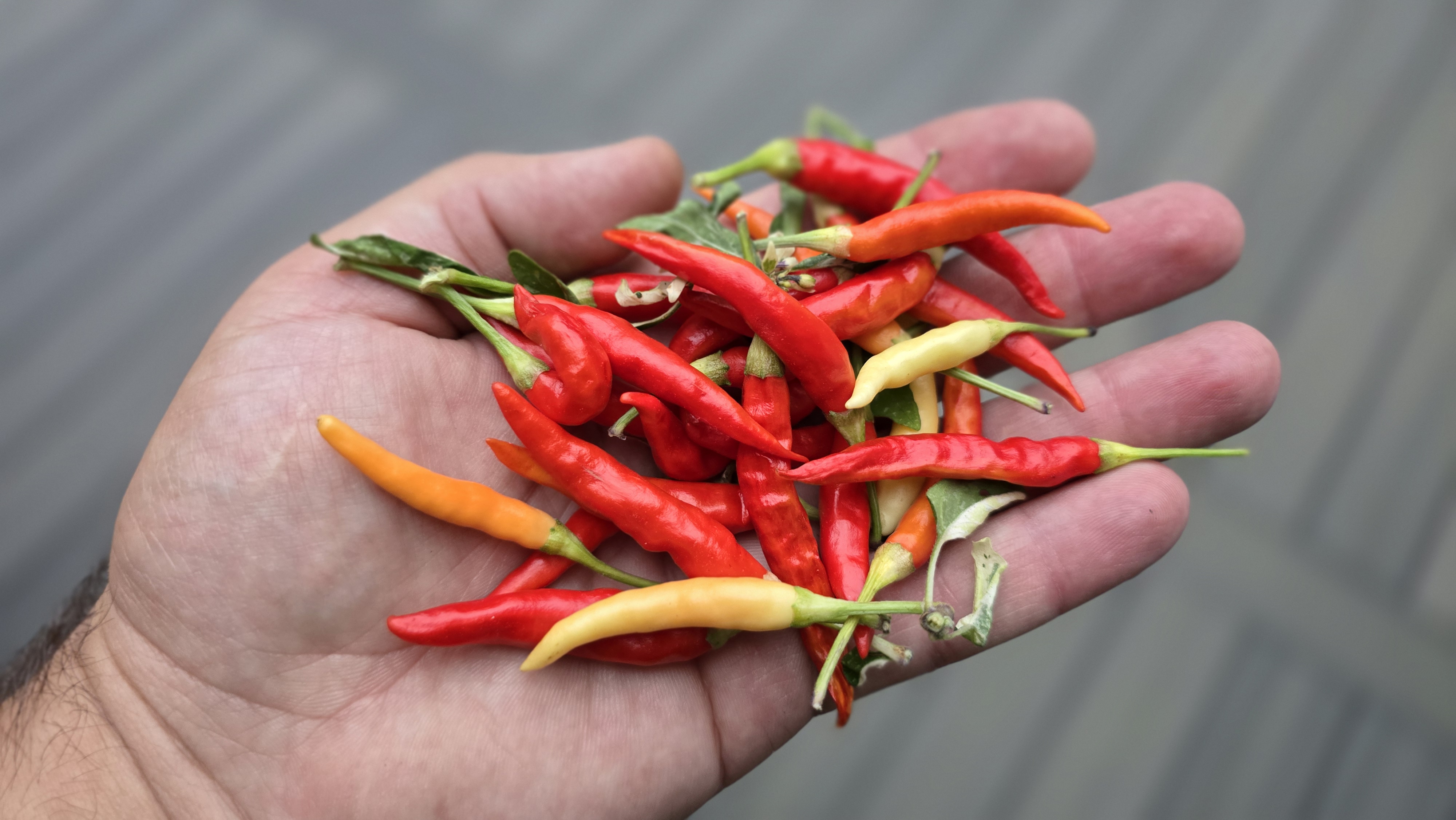 Variegated White Thai