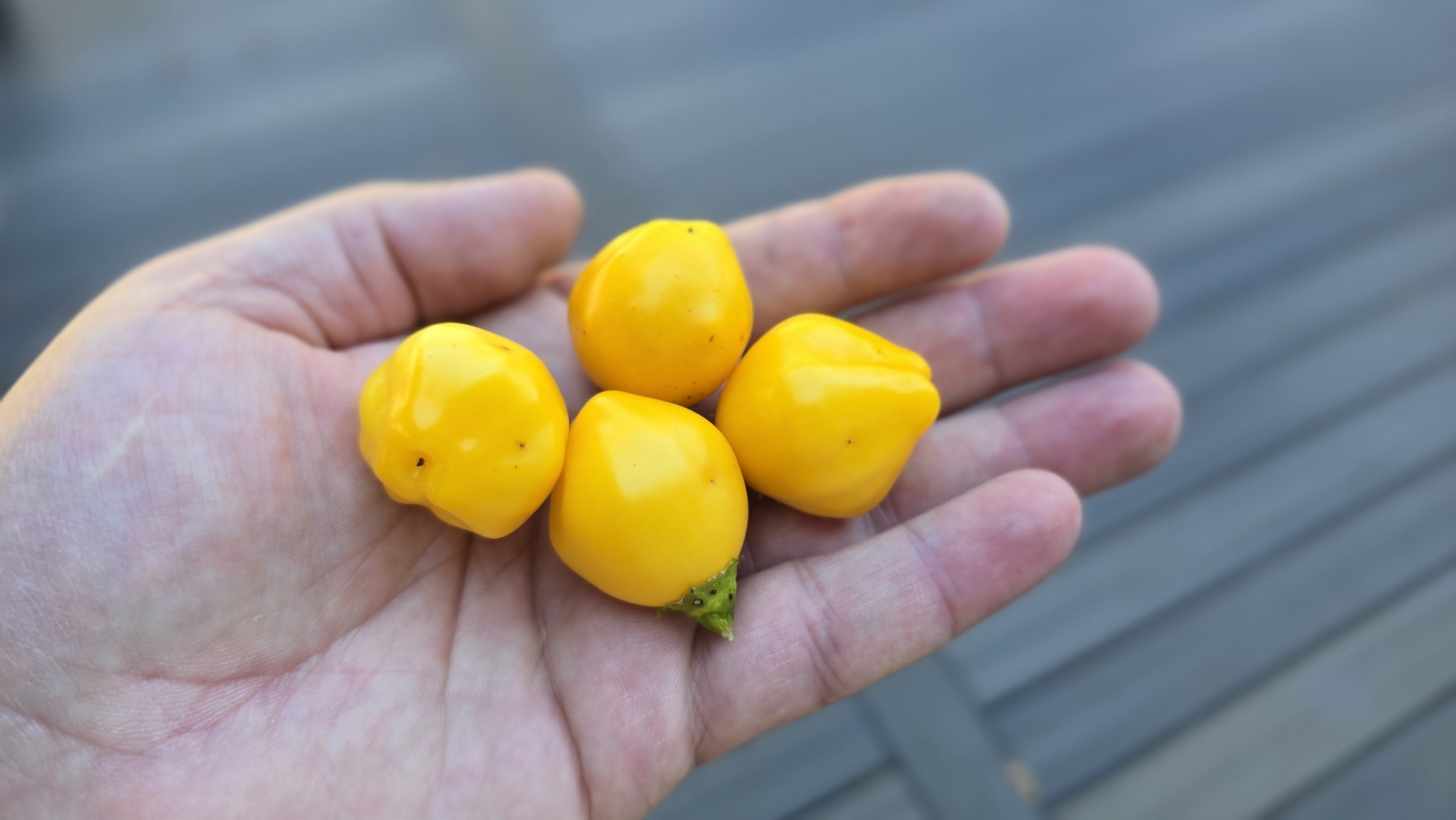Aji Tangerine