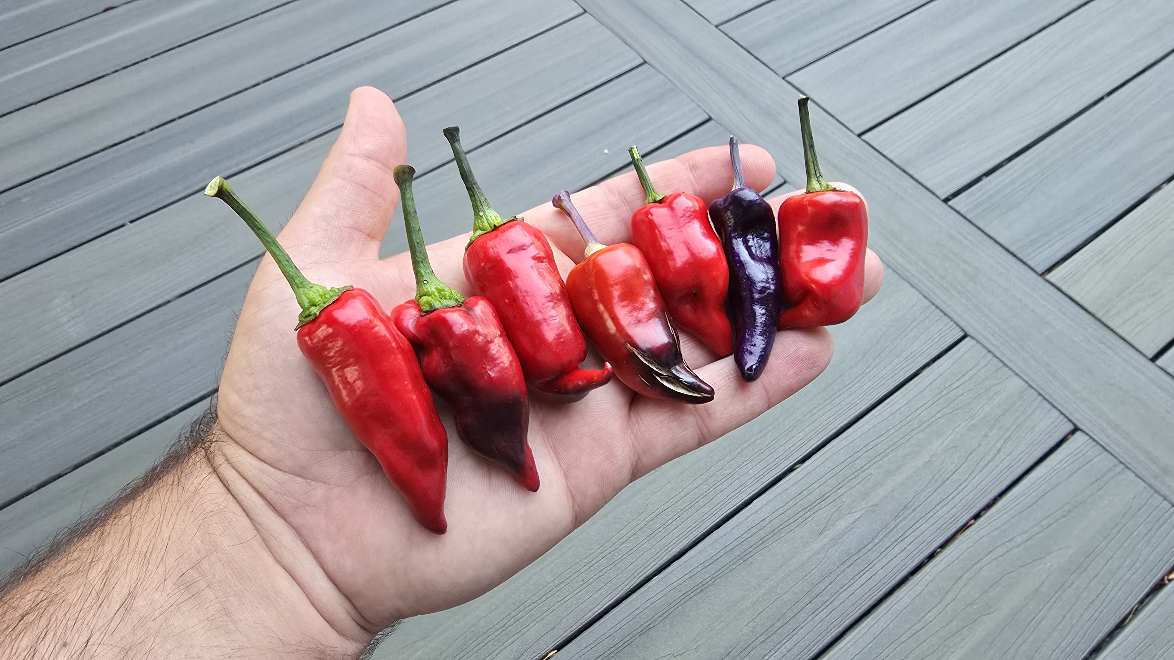 Purple Tiger x Jalapeno Variegated