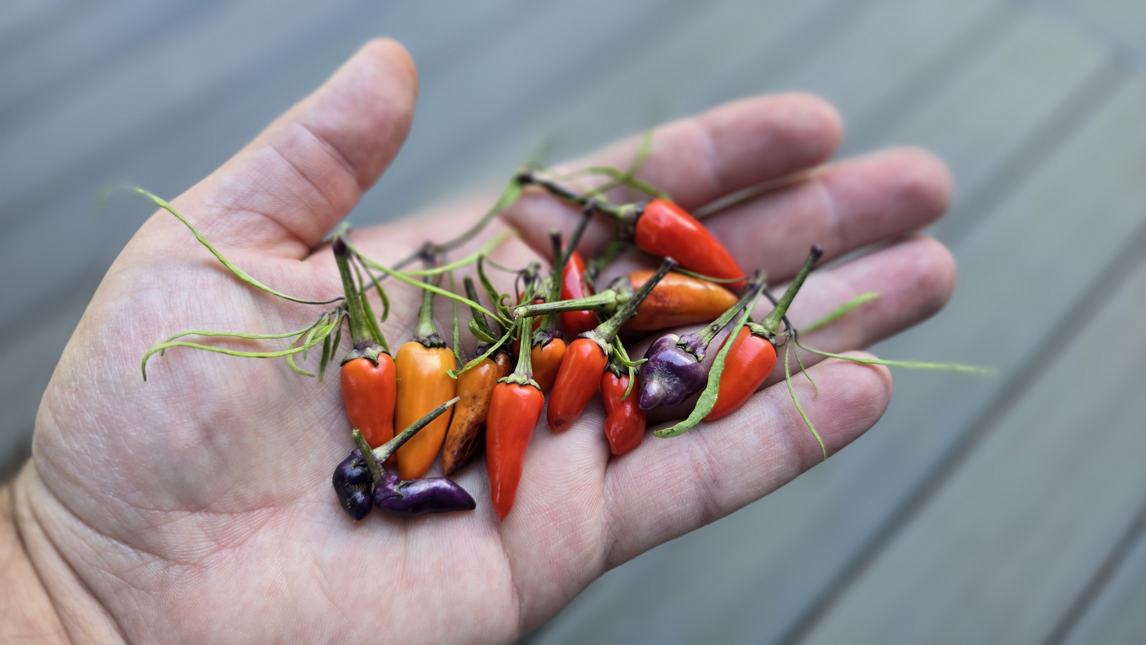 Mutant Multicolor x Scarlett Variegated