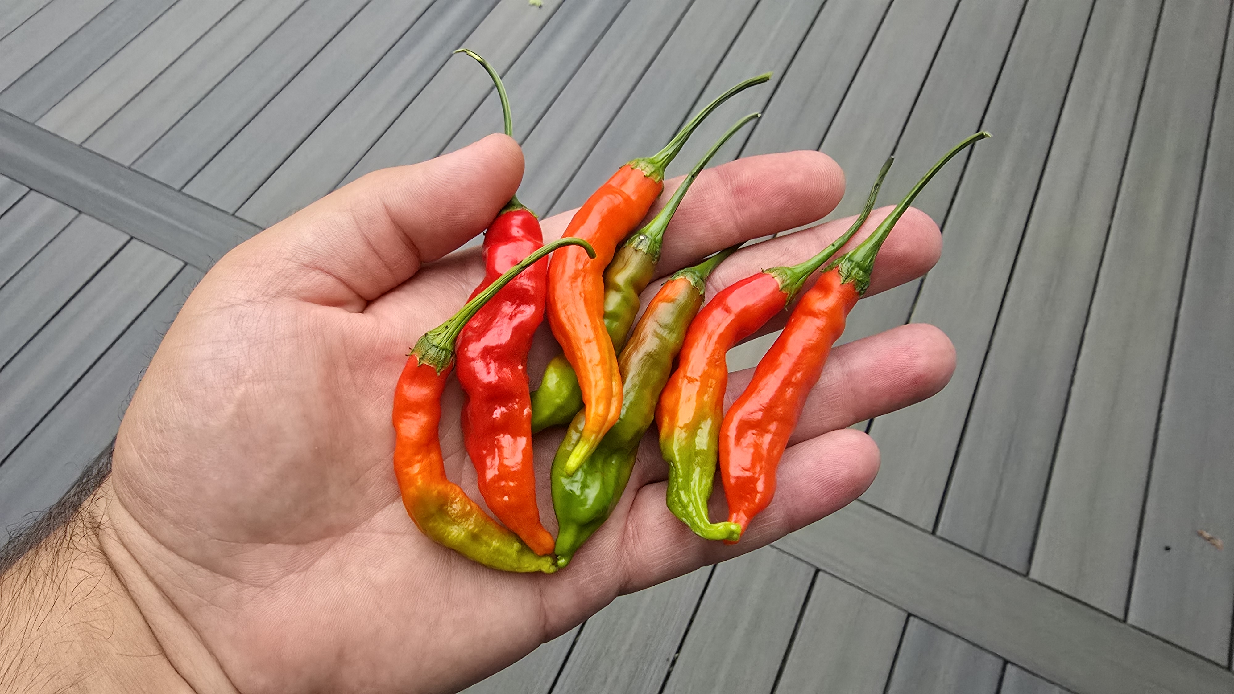 Tropical Tiger F2 Red Pheno