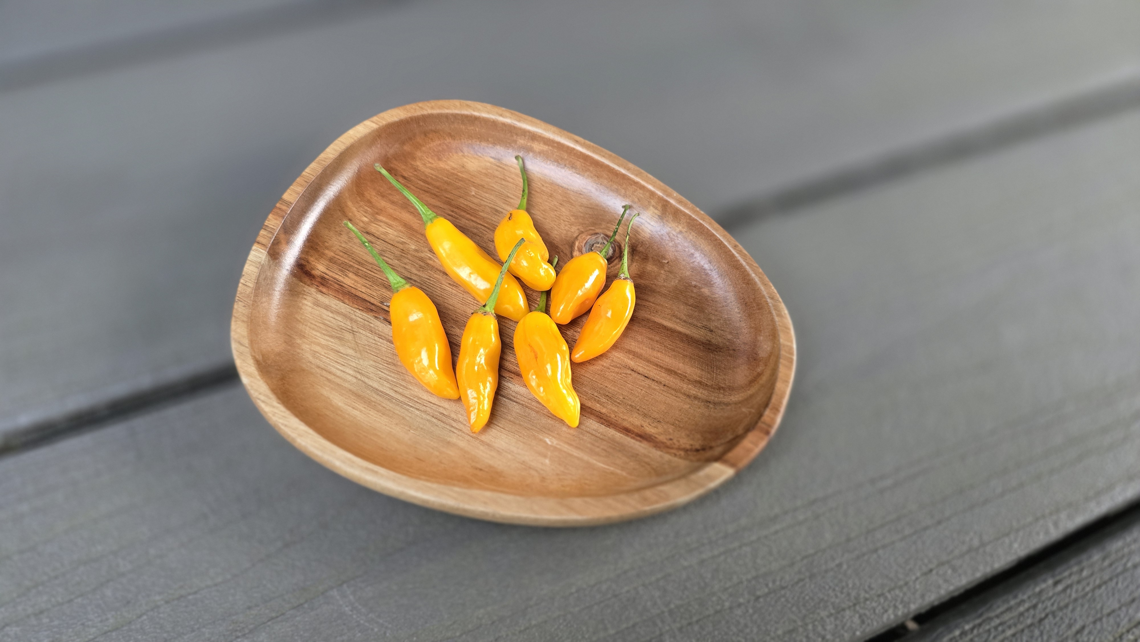 BBG7 Red x Glabriusculum Yellow F3