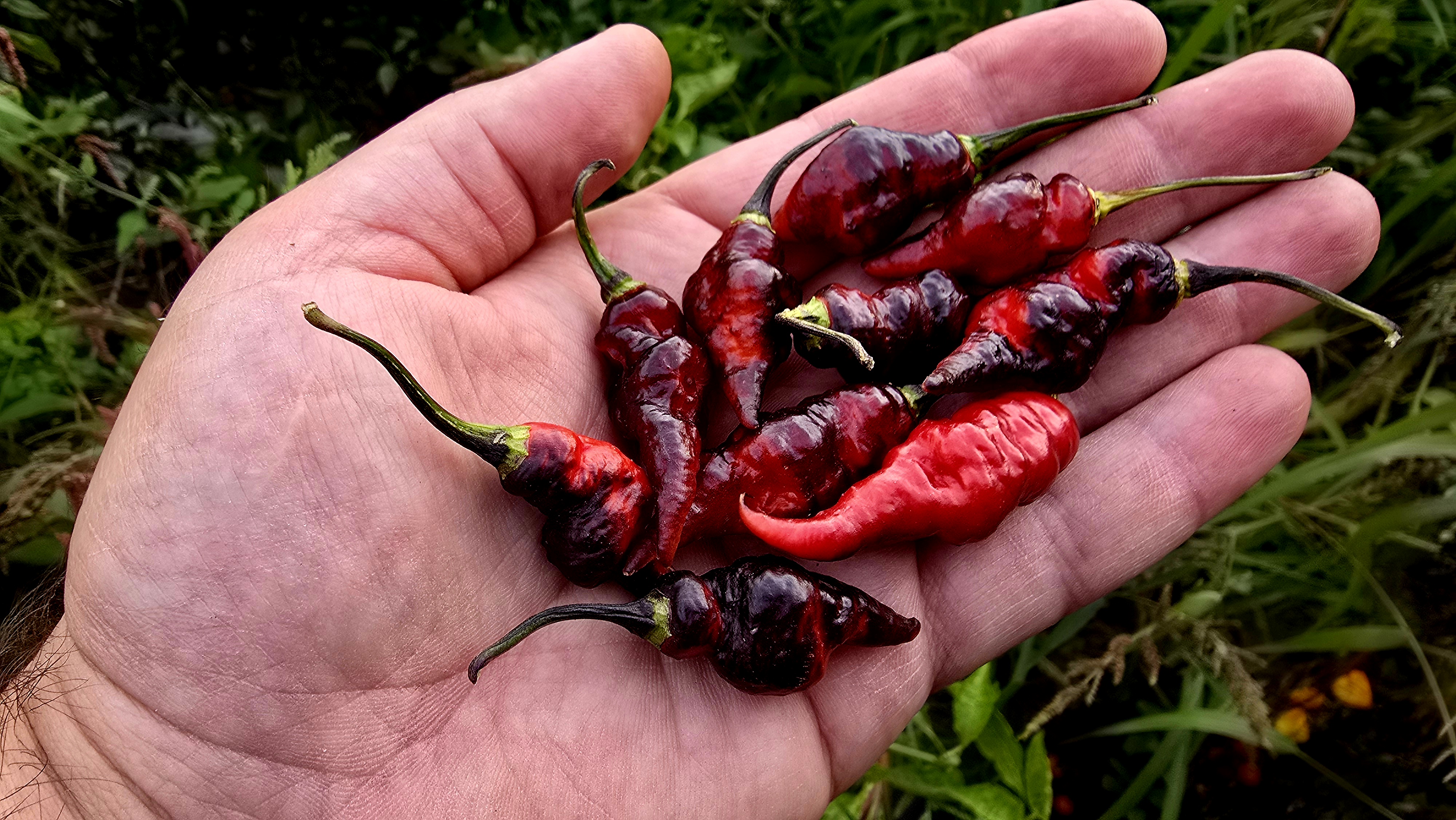 Naga Colt Twister Black x BBG7 Red F3