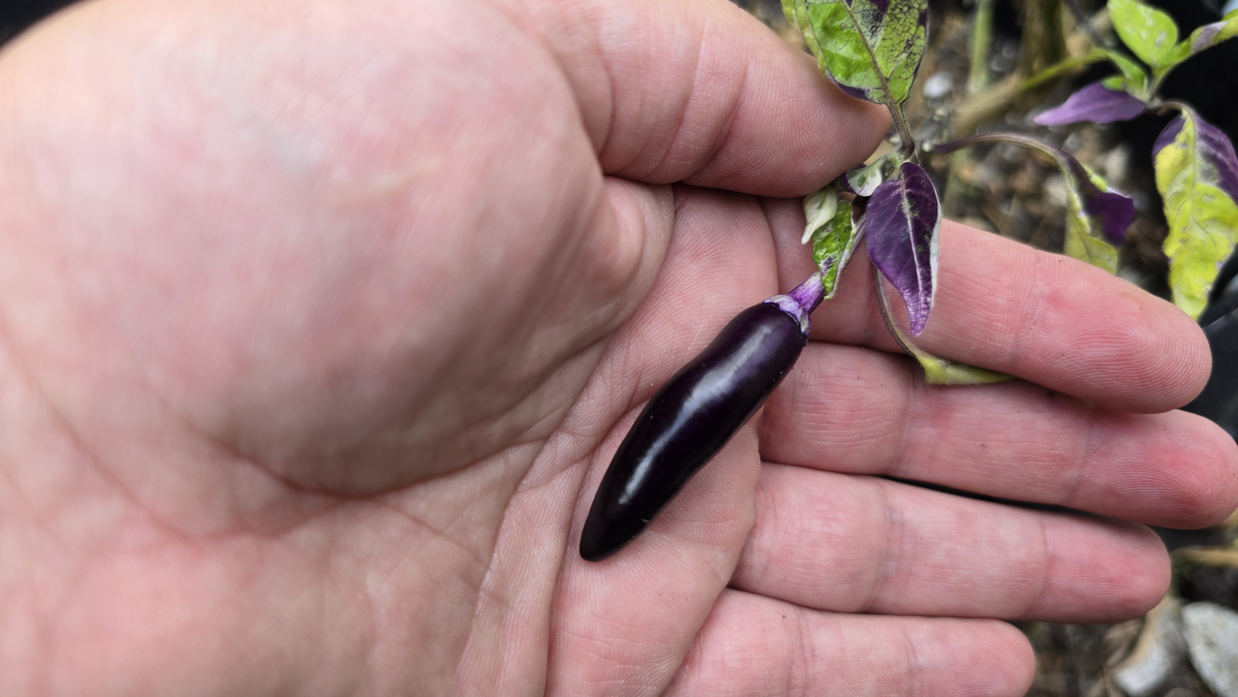 Bryan's Blood Long x (Dreamcatcher x Sangria Cluster) F2