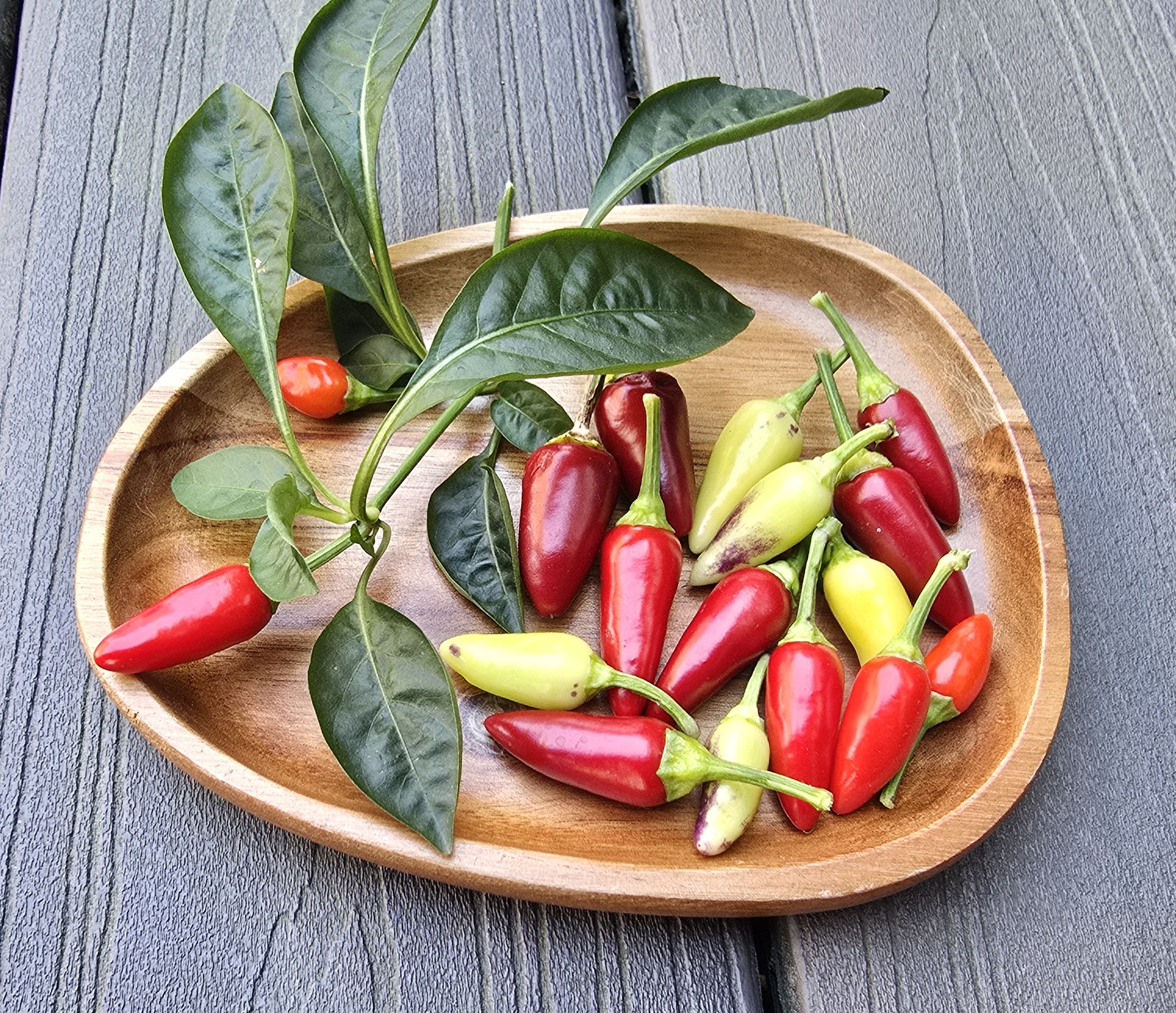 Bleeding Rawit White Purple Tall