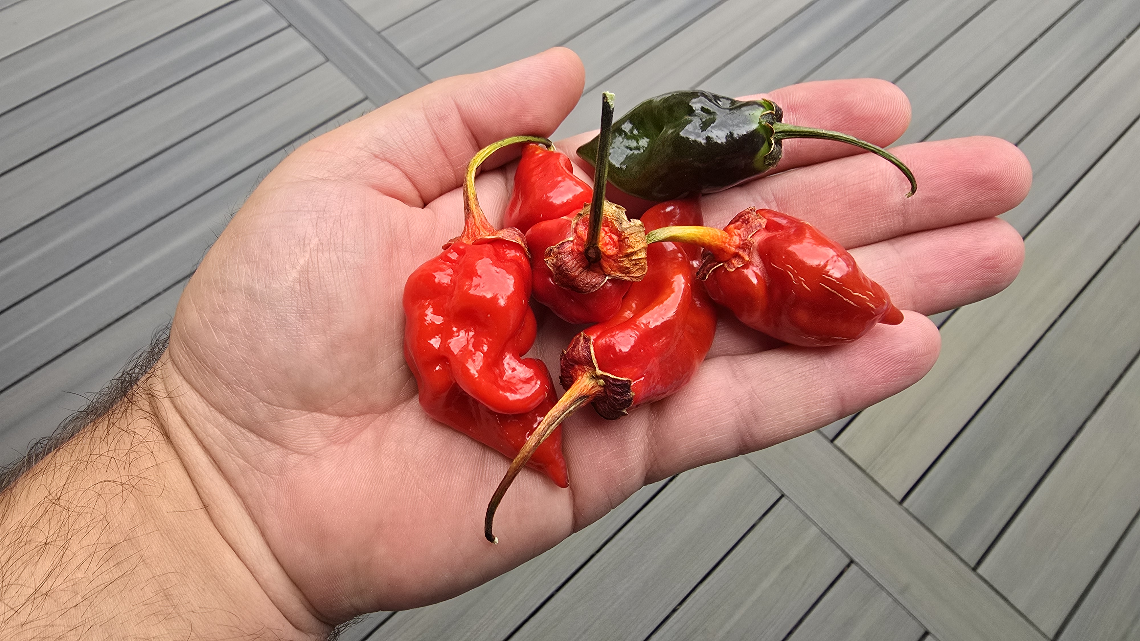 MAMP Berrycream Bubblegum