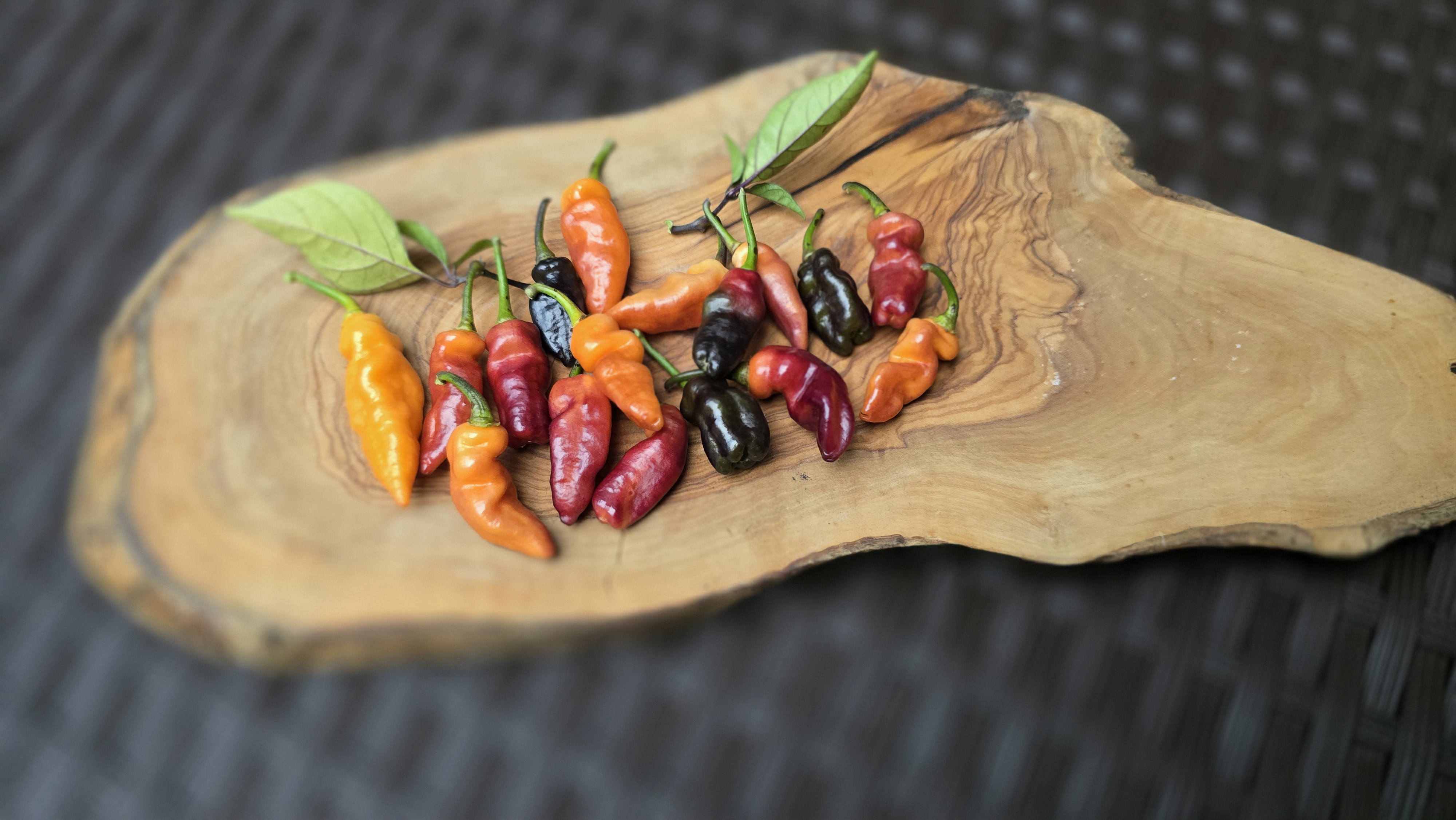 BBG7 Orange Tiger x Brazilian Purple F3