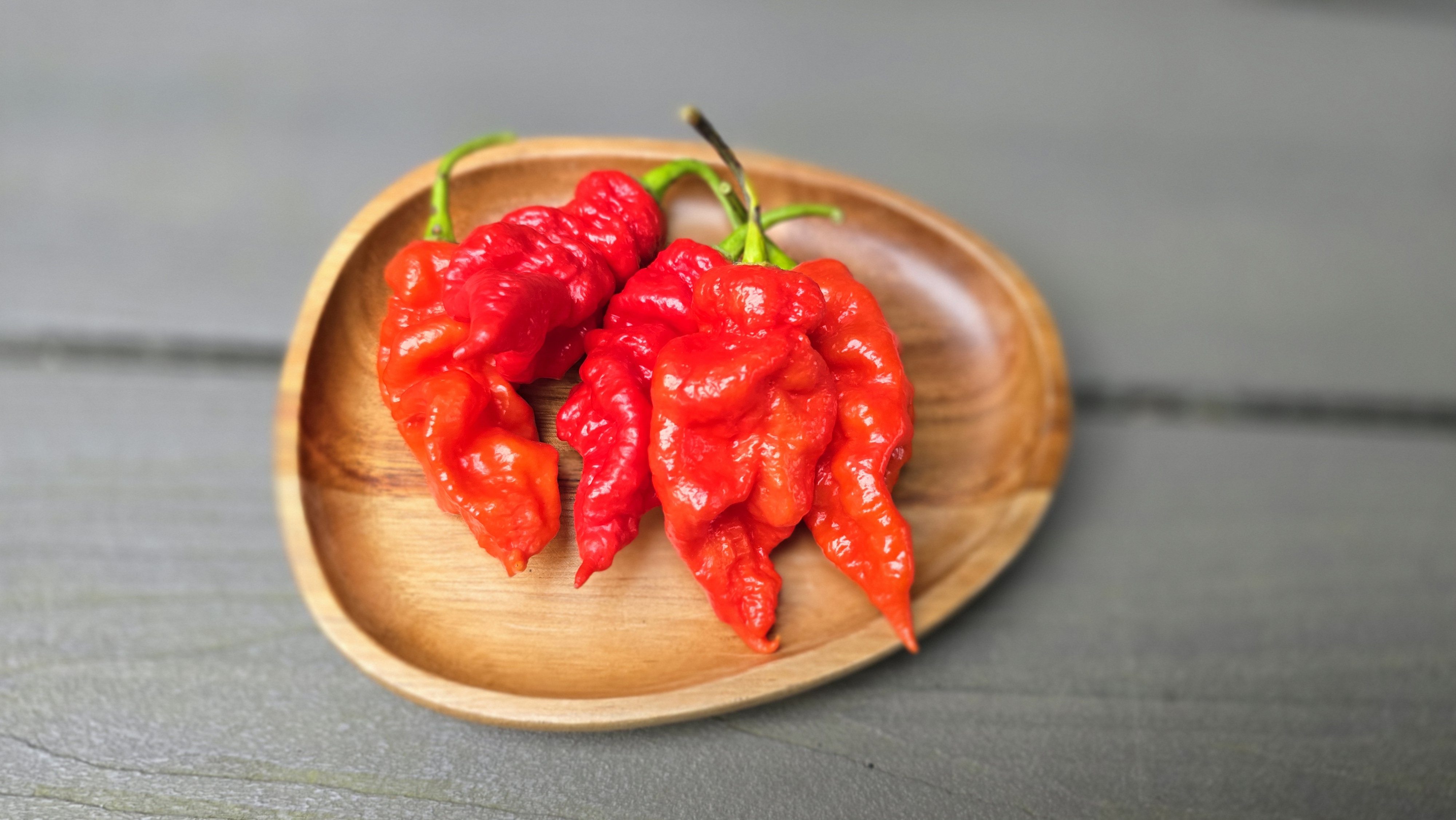 Fadda's Poison Tail Red (Off Pheno)