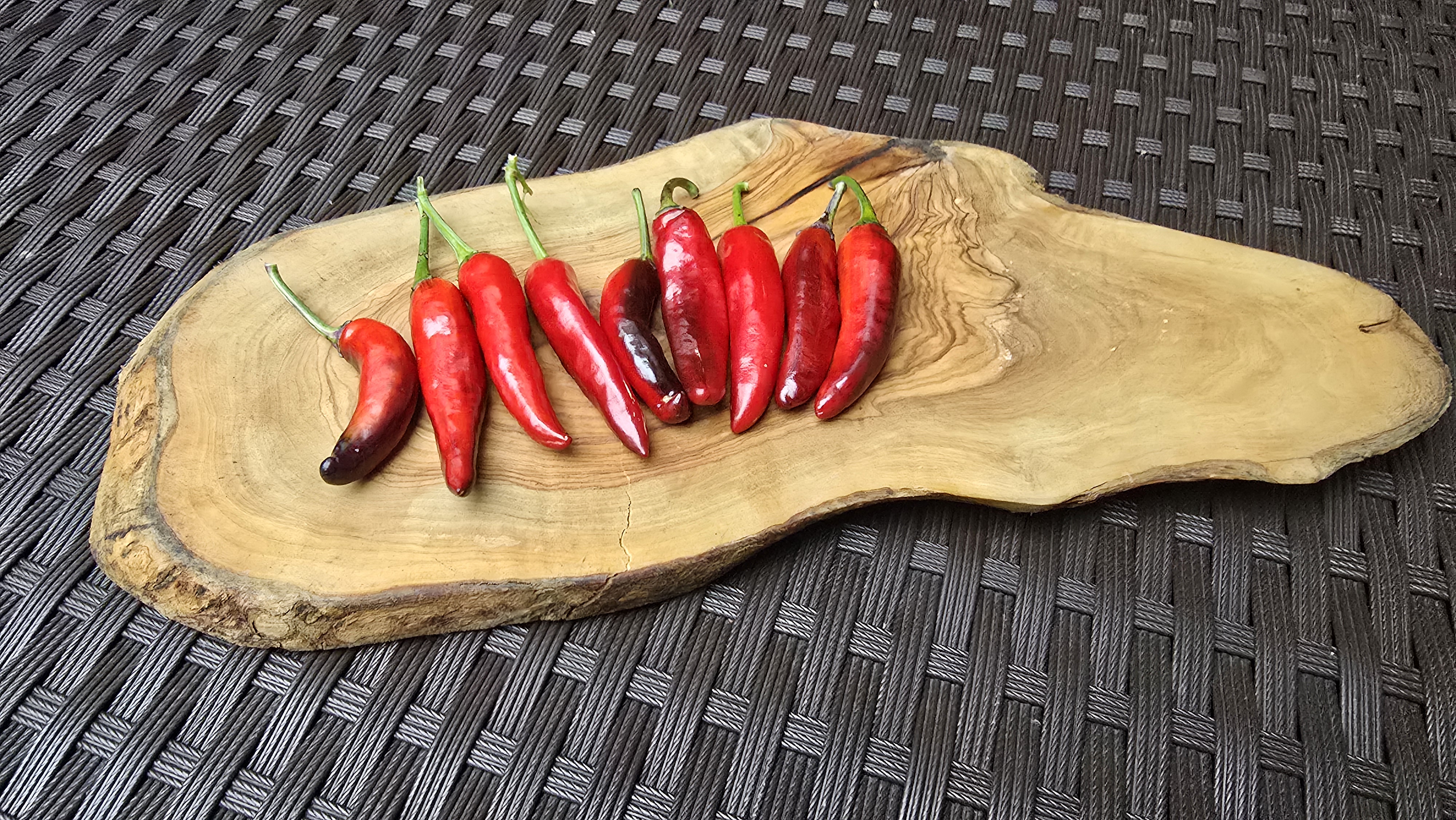 Bryan's Blood Long x (Dreamcatcher x Sangria Cluster) F2