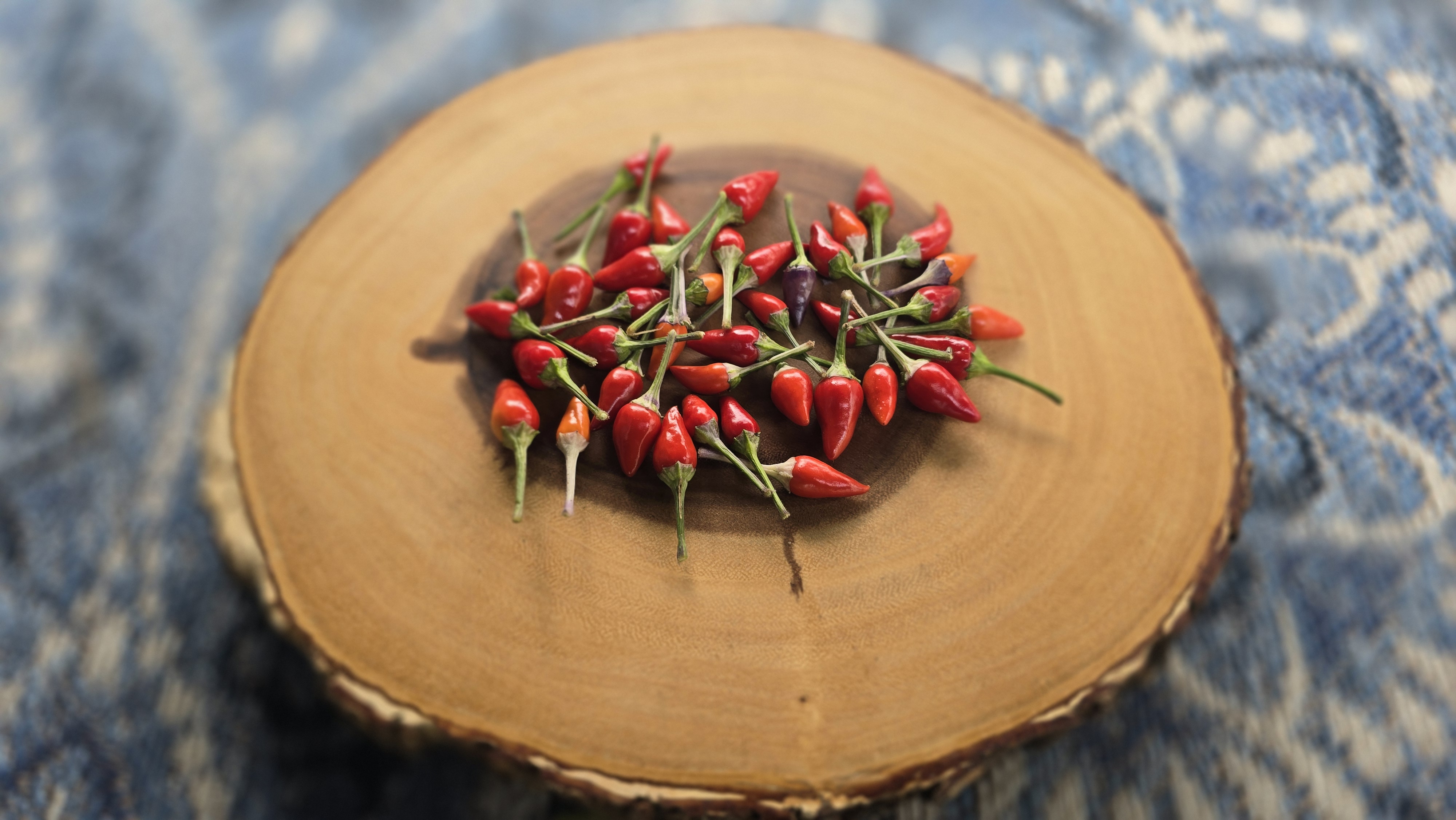 ((Blue Christmas x Candlelight Mutant) x Purple Flash) x (Thunder Mountain Longhorn x Ninfadora) F4