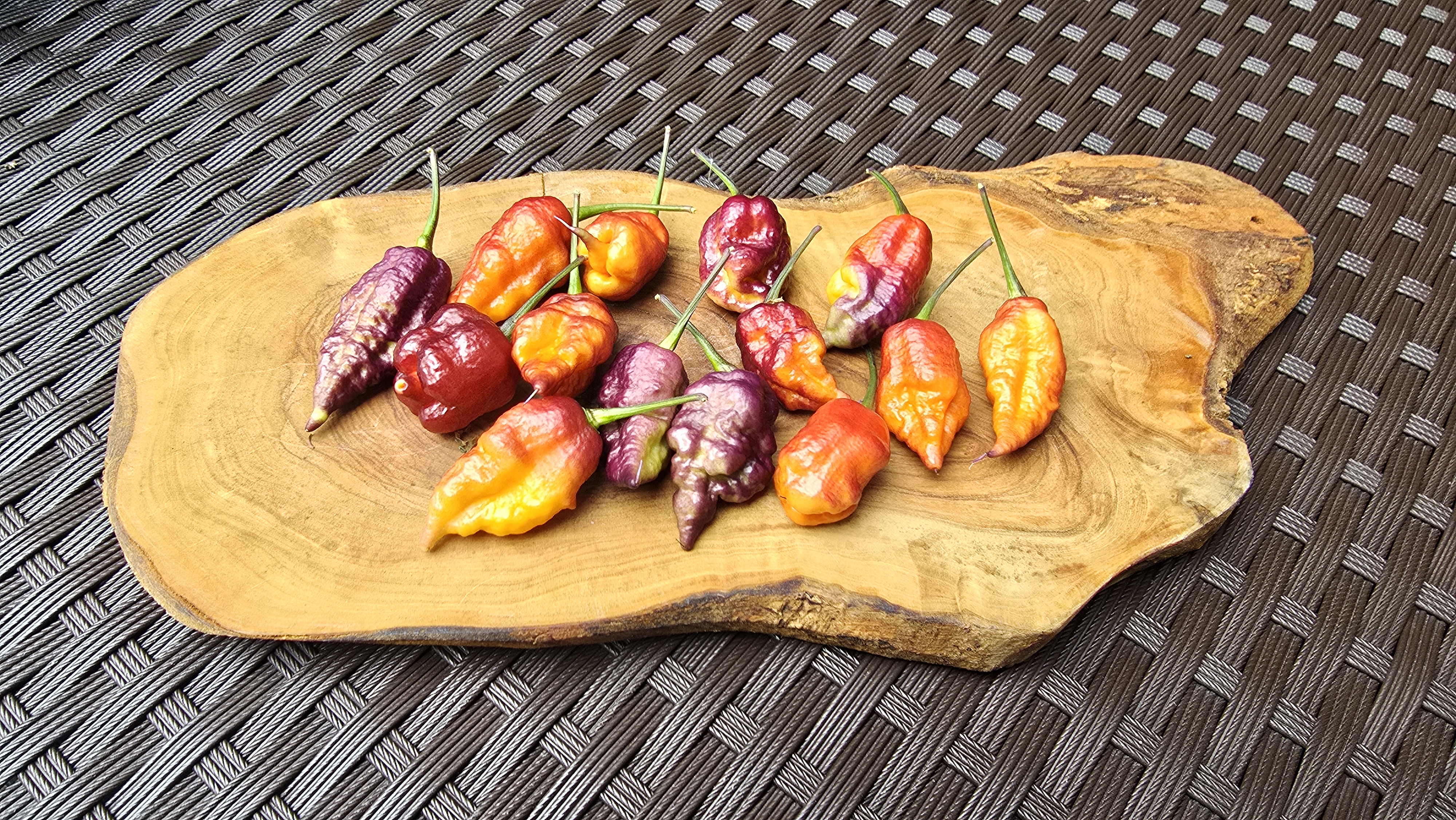 Carolina Reaper x Purple Naga Tiger F3