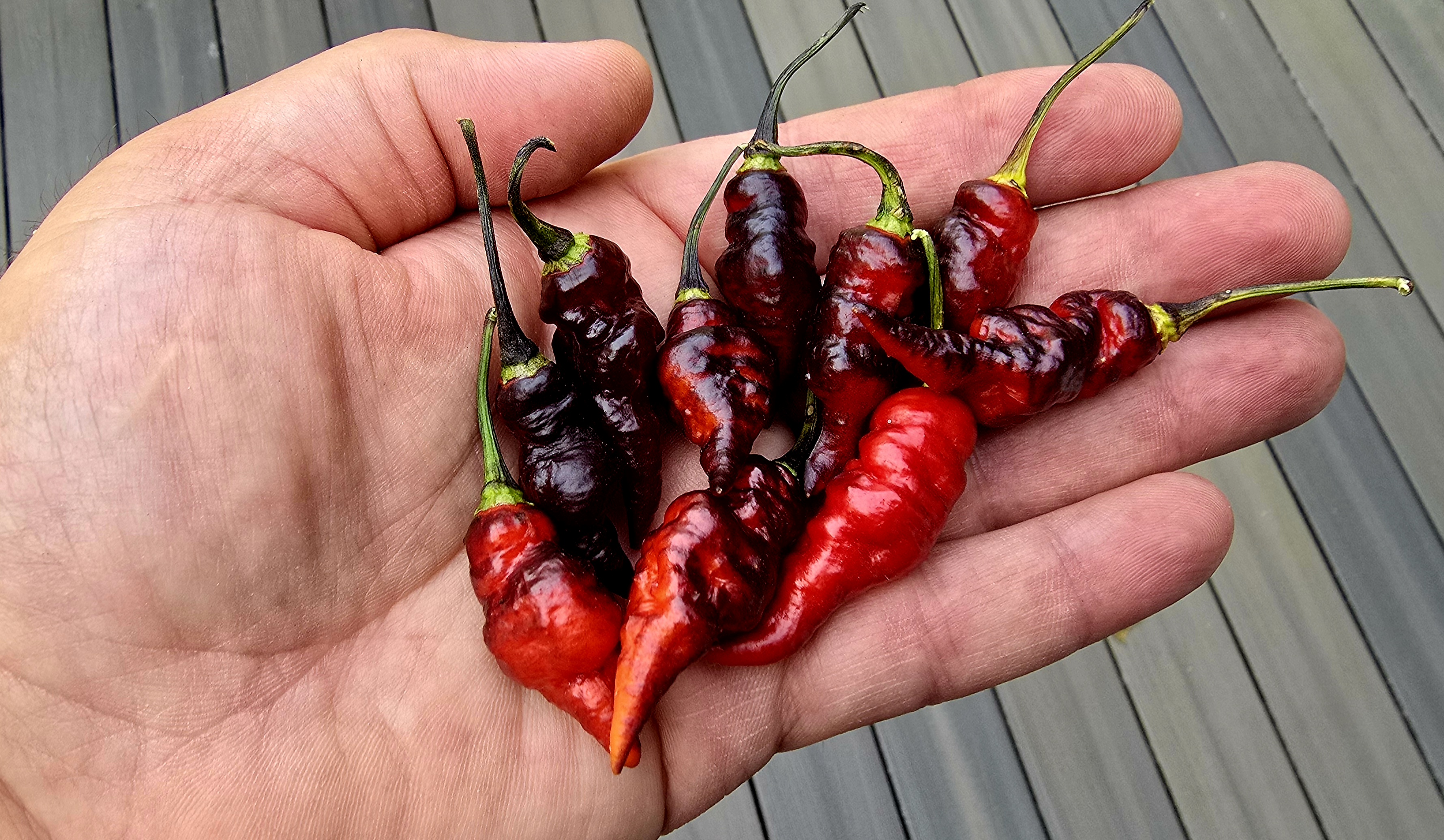 Naga Colt Twister Black x BBG7 Red F3