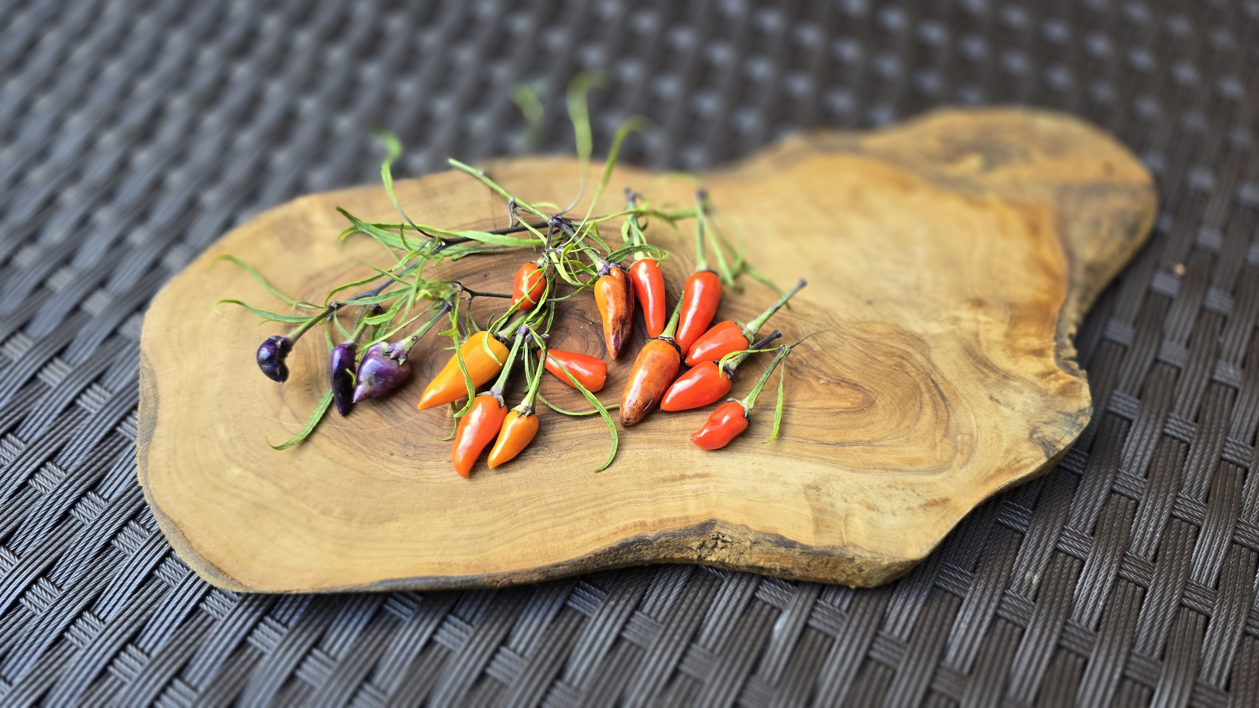 Mutant Multicolor x Scarlett Variegated