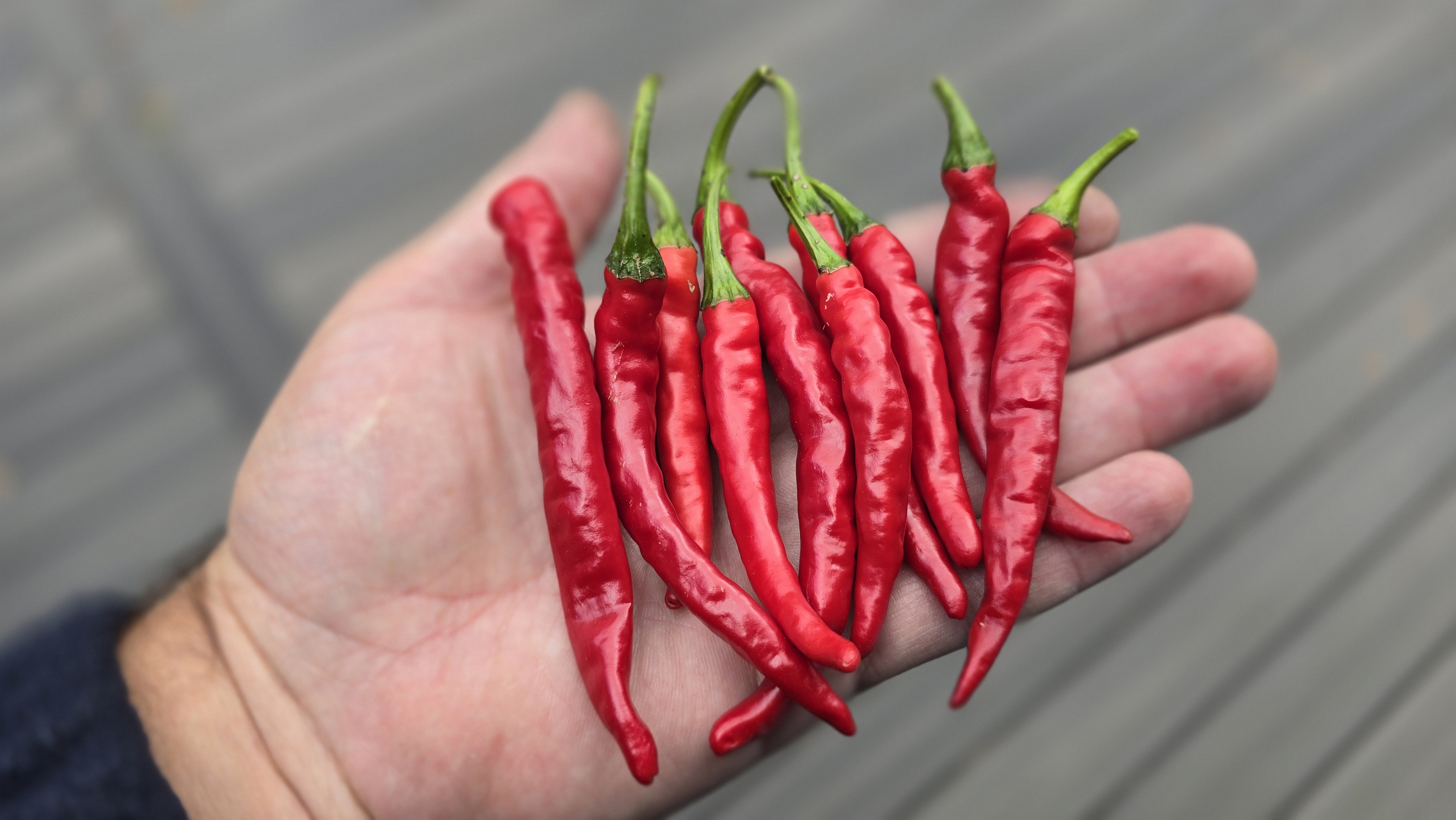 Dragon Cayenne