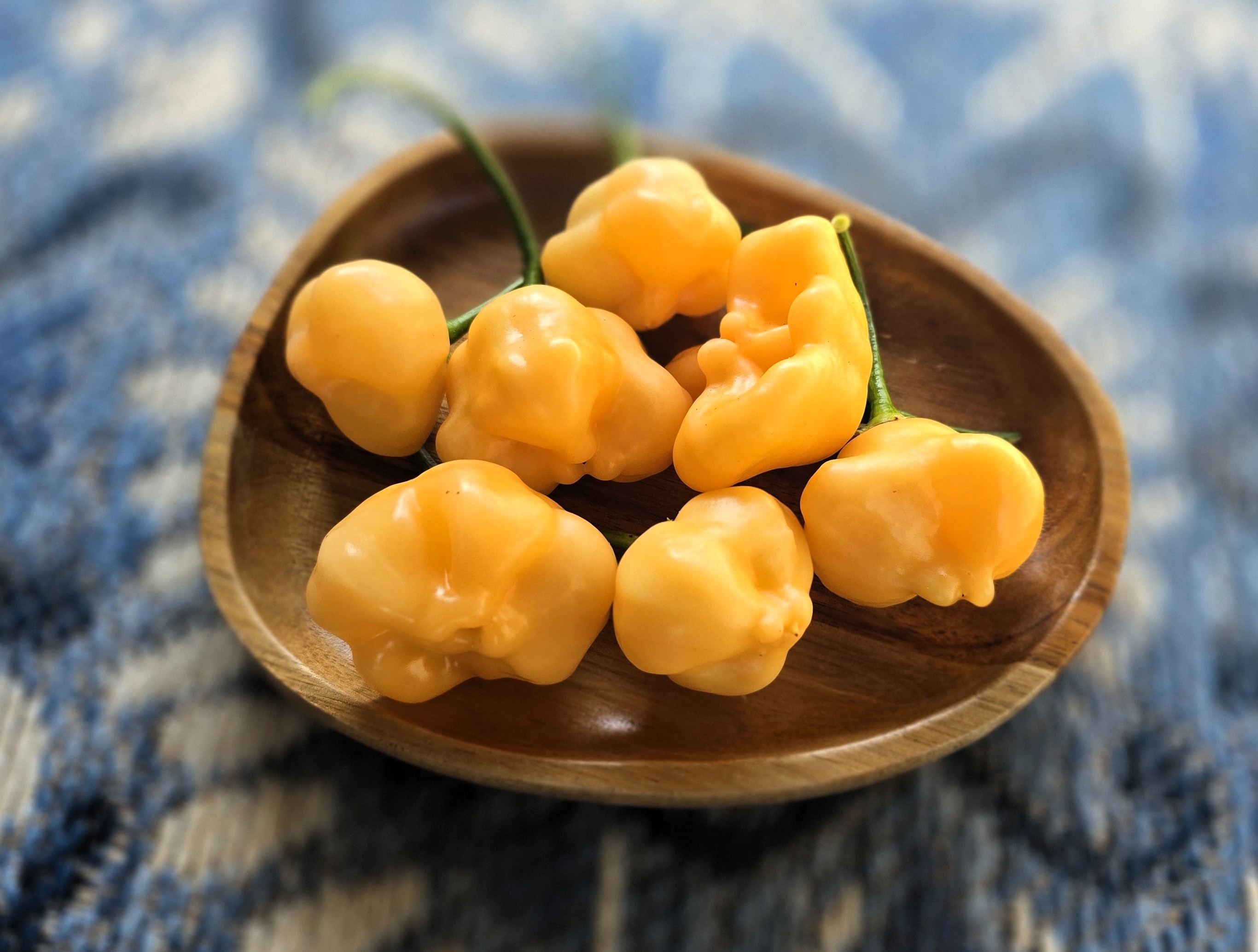 Sugar Rush Peach x Aji Mango