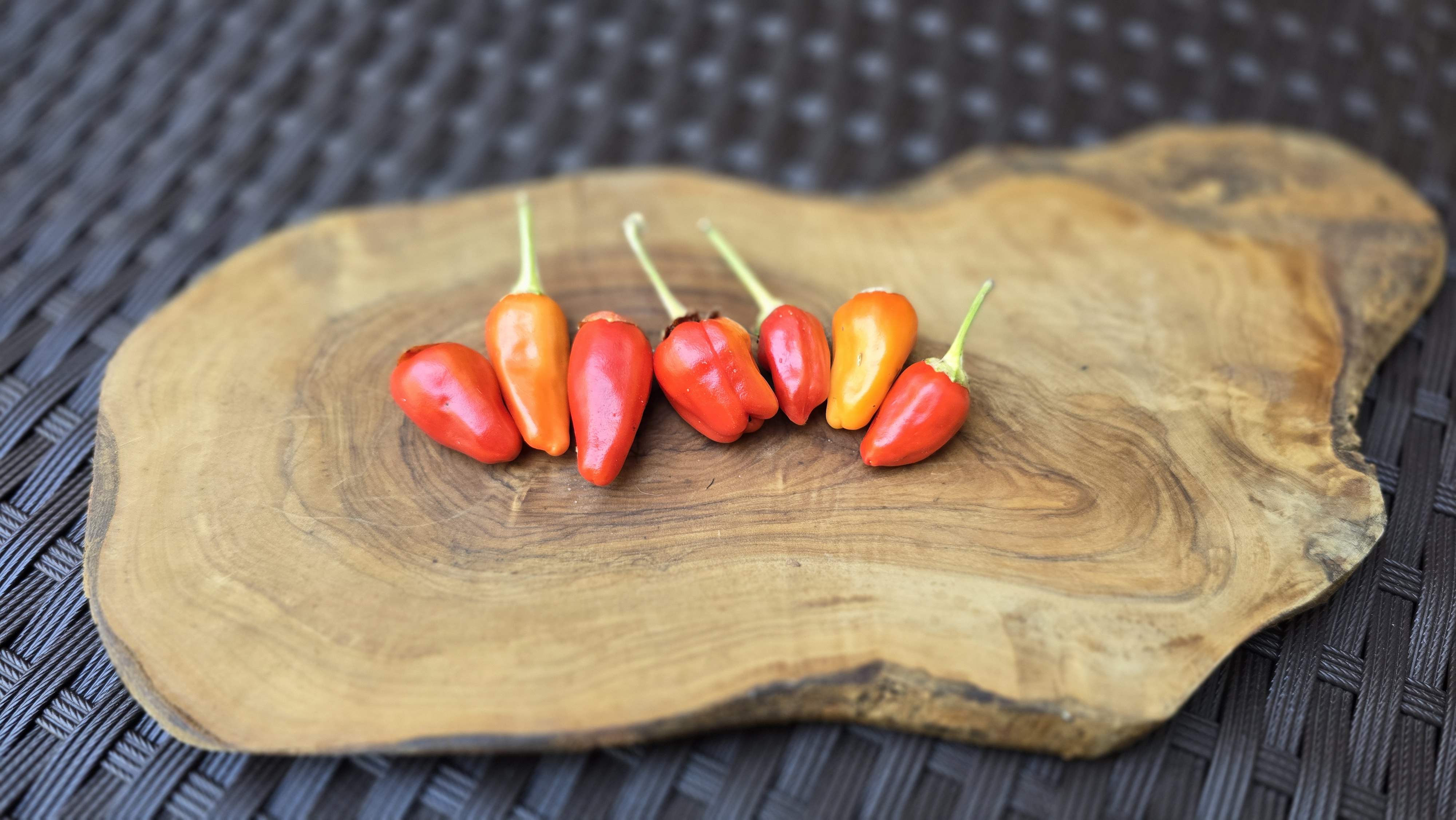 Variegated Mutant x ( Bleeding Rawit White x Yellow Bouquet) F4