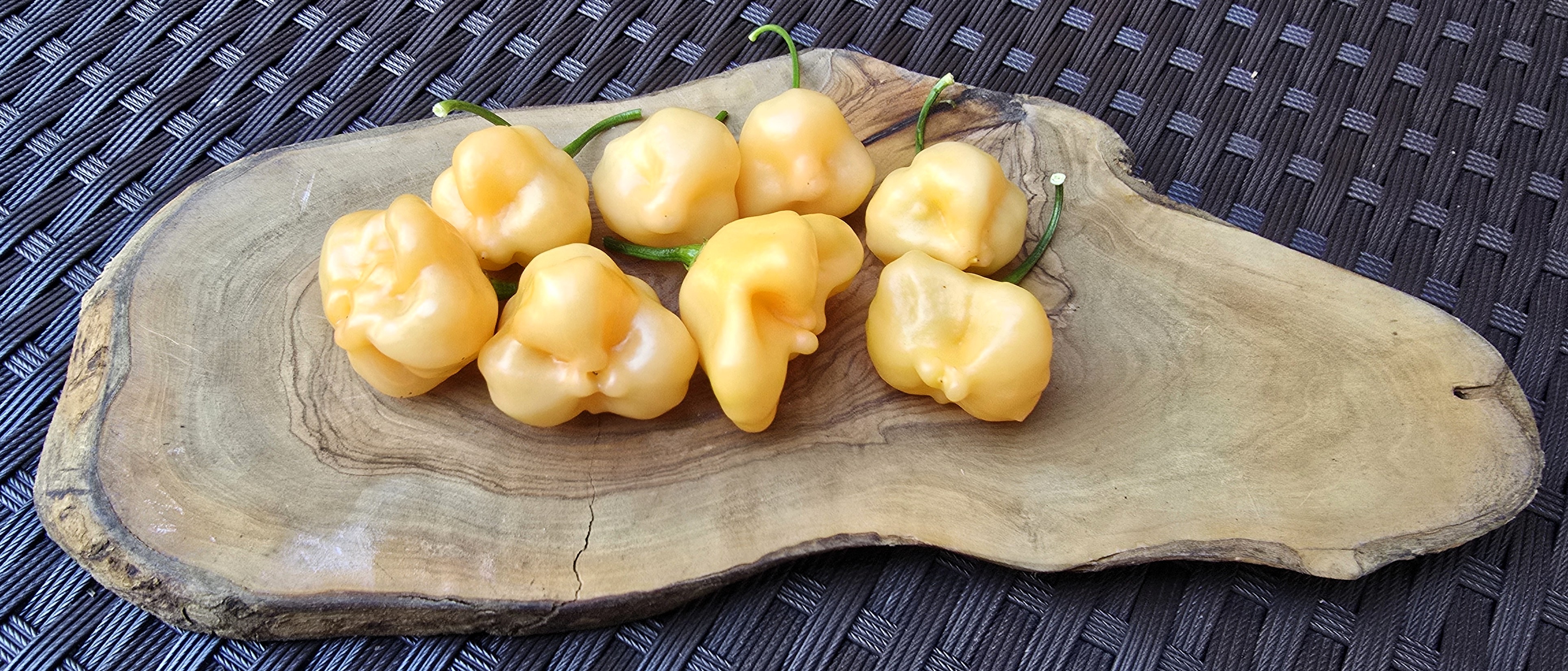 Sugar Rush Peach x Aji Mango