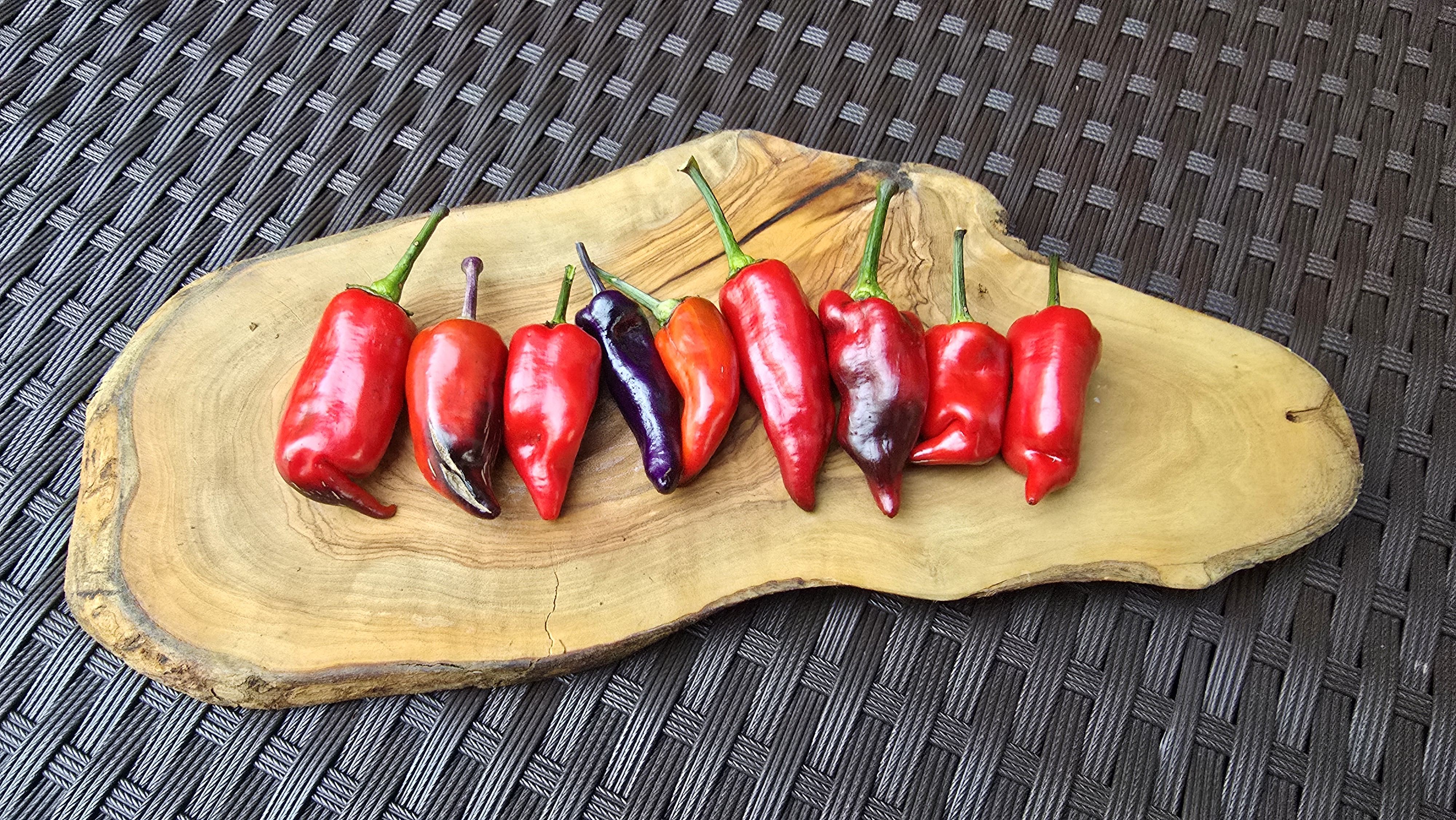 Purple Tiger x Jalapeno Variegated