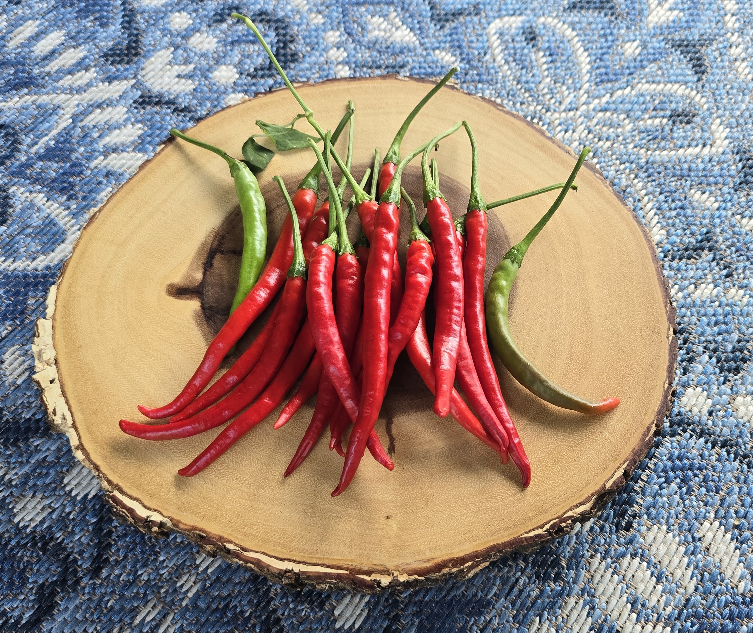 Thunder Mountain Longhorn X (Bleeding Rawit White x Doe Hill) F3