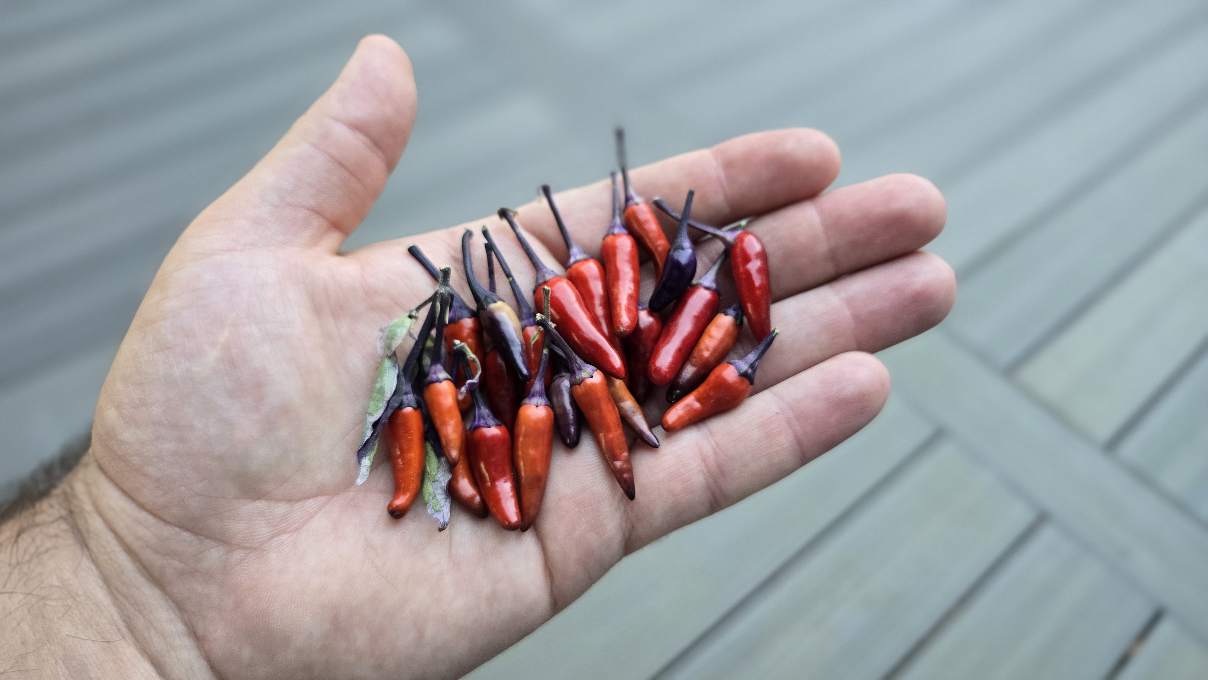 ((Blue Christmas x Candlelight Mutant) x Purple Flash) x (Thunder Mountain Longhorn x Ninfadora) F4 Pheno 2