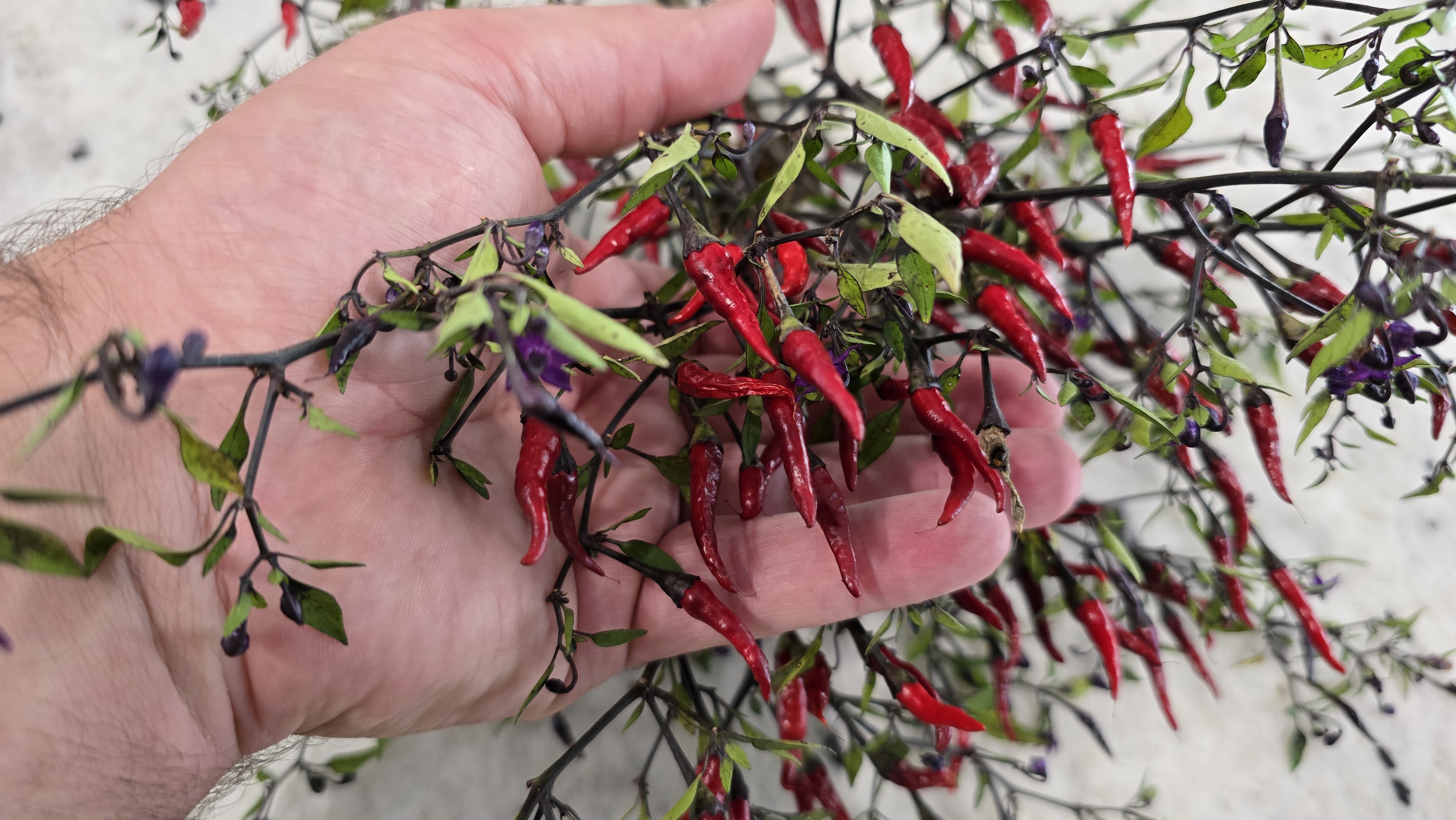 Maui Purple Multicolor