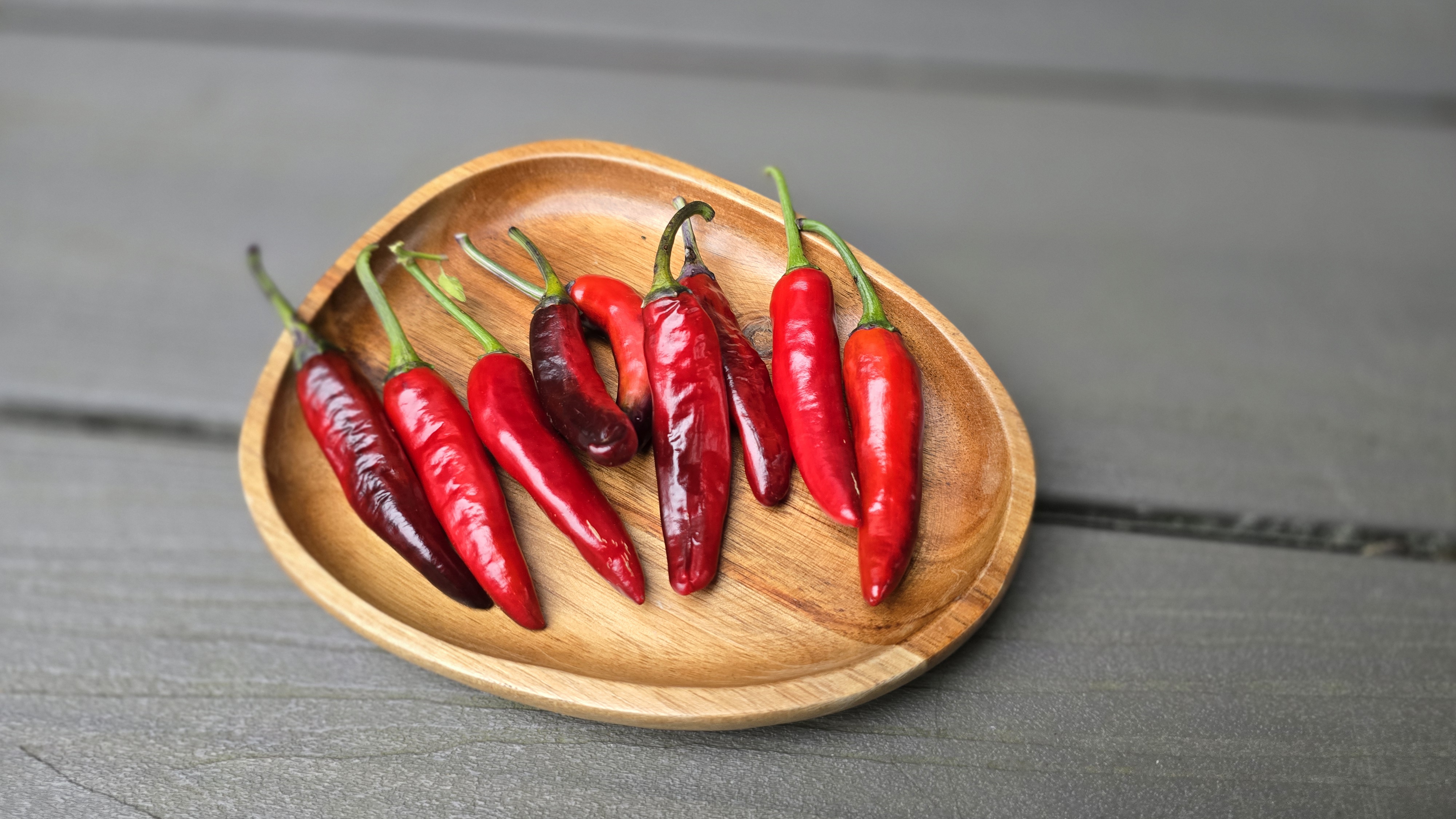 Bryan's Blood Long x (Dreamcatcher x Sangria Cluster) F2