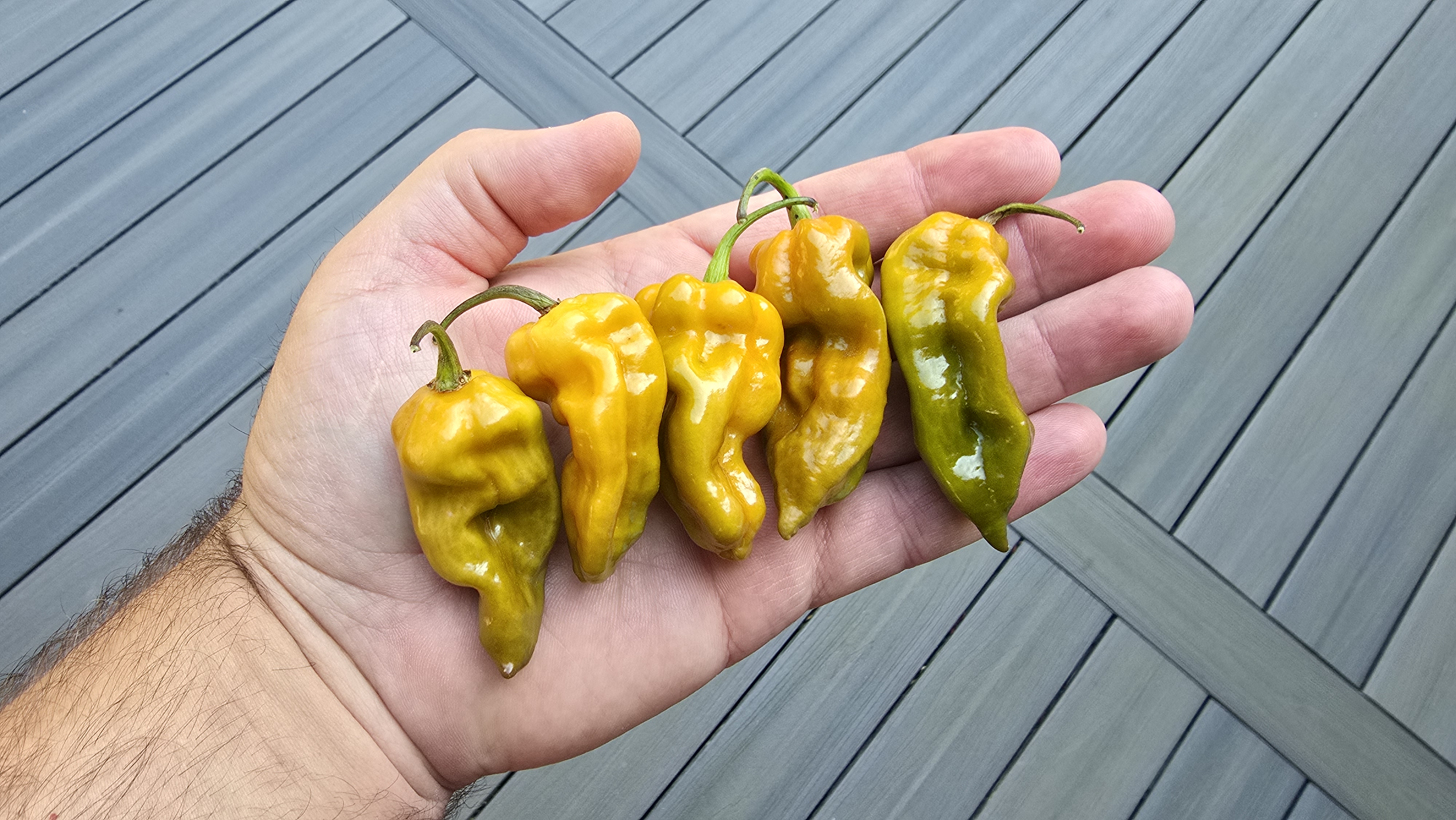 Mean Green Mustard BBG