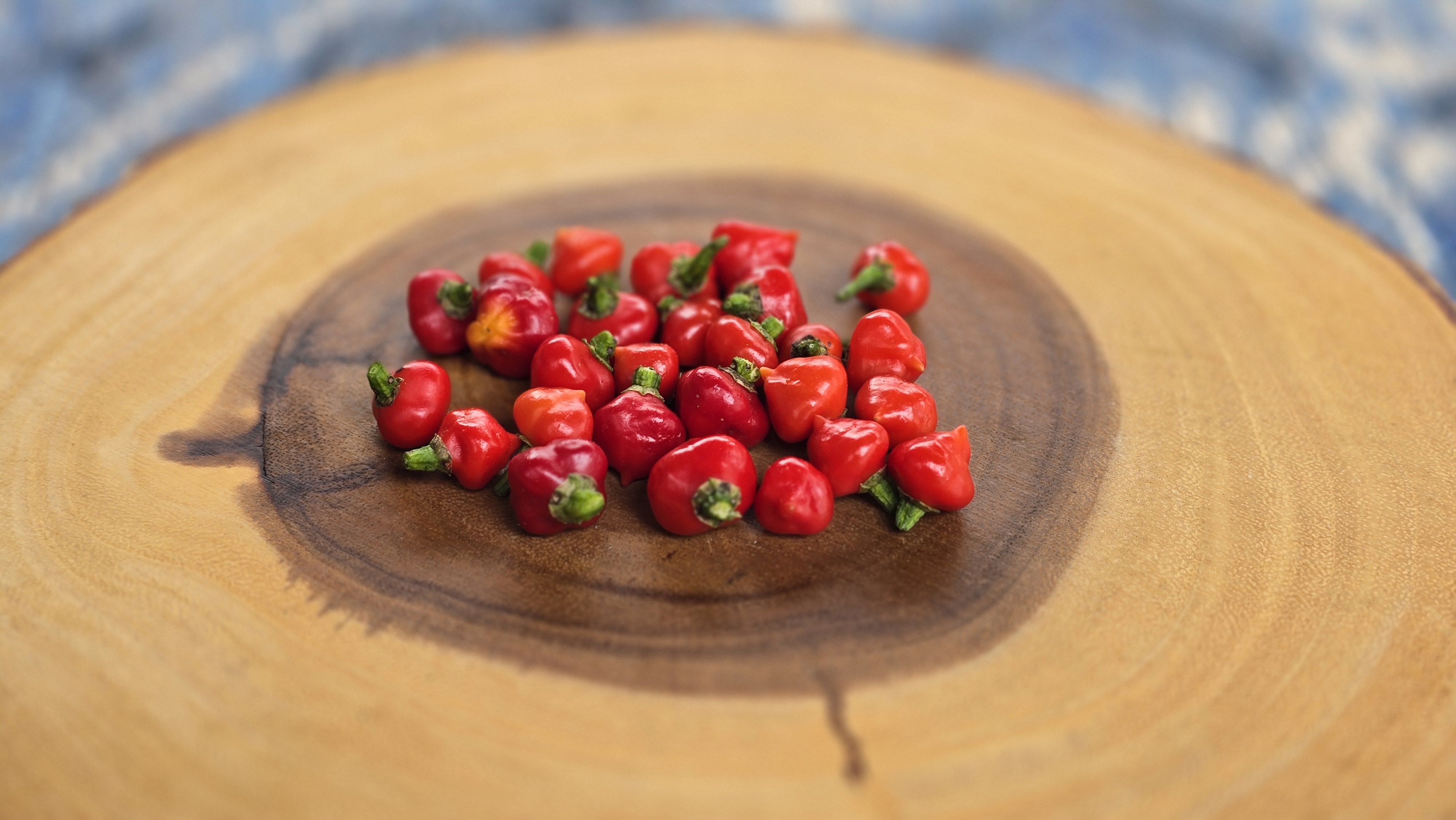 Black Peach Chupetinho x Ninfadora Red F5