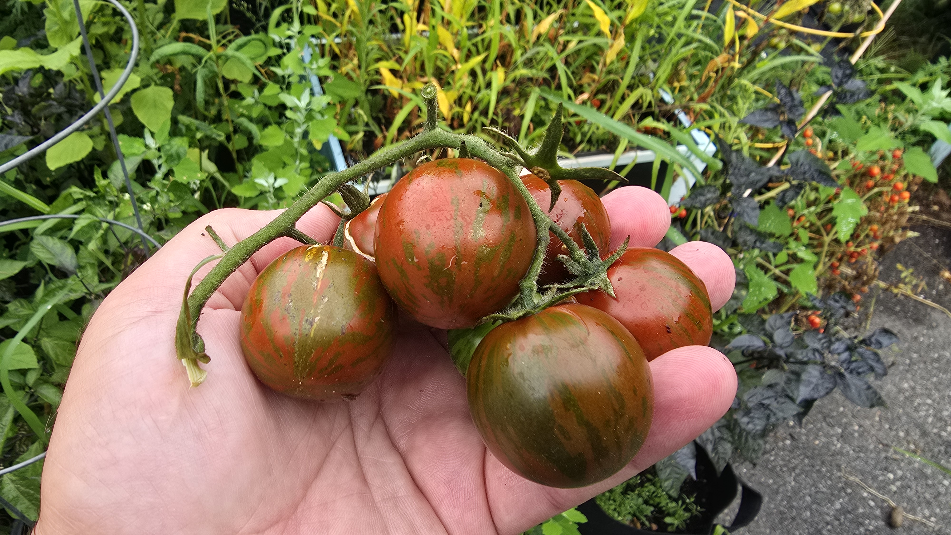 Turkish Black Cherry