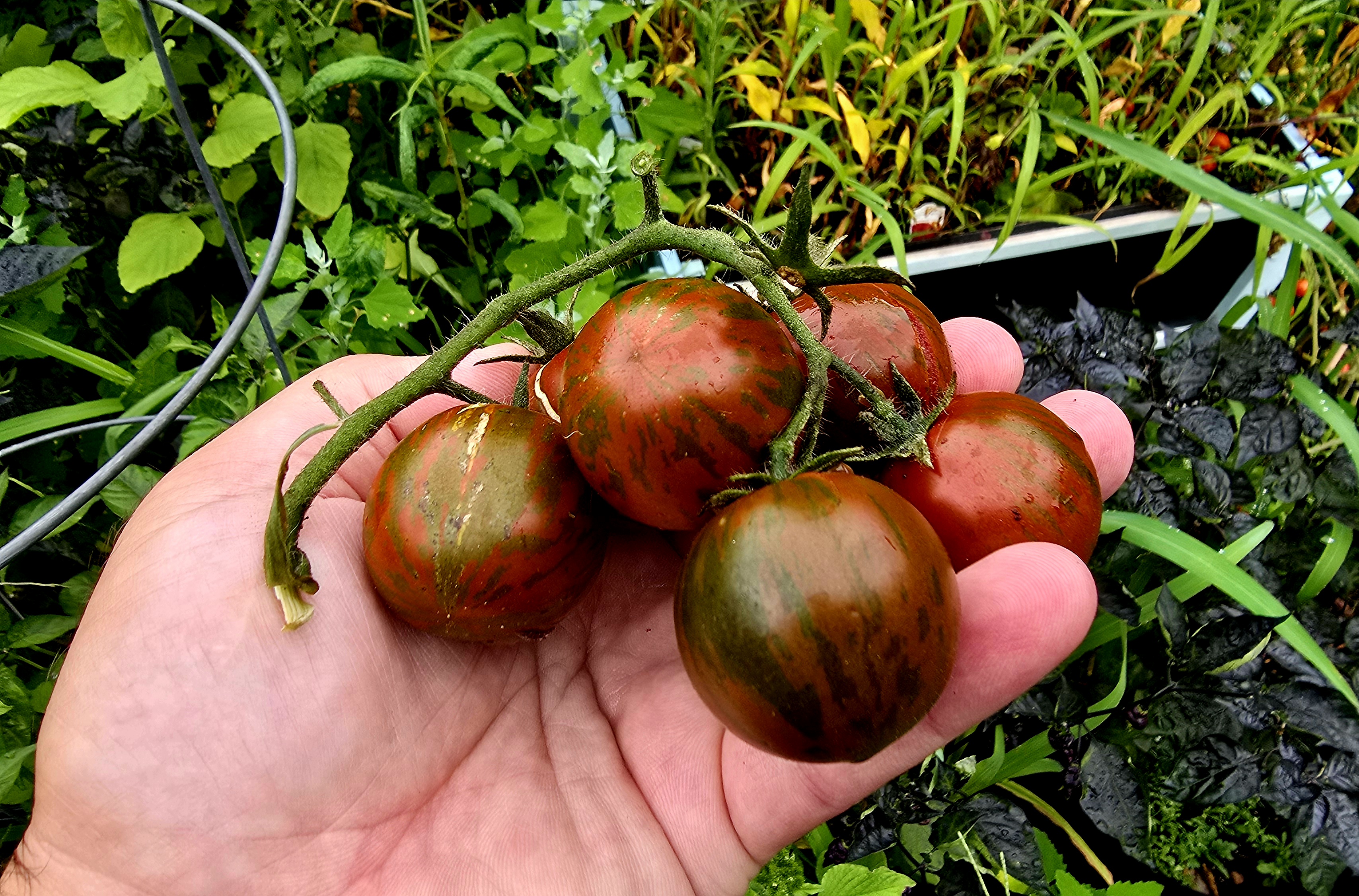 Turkish Black Cherry