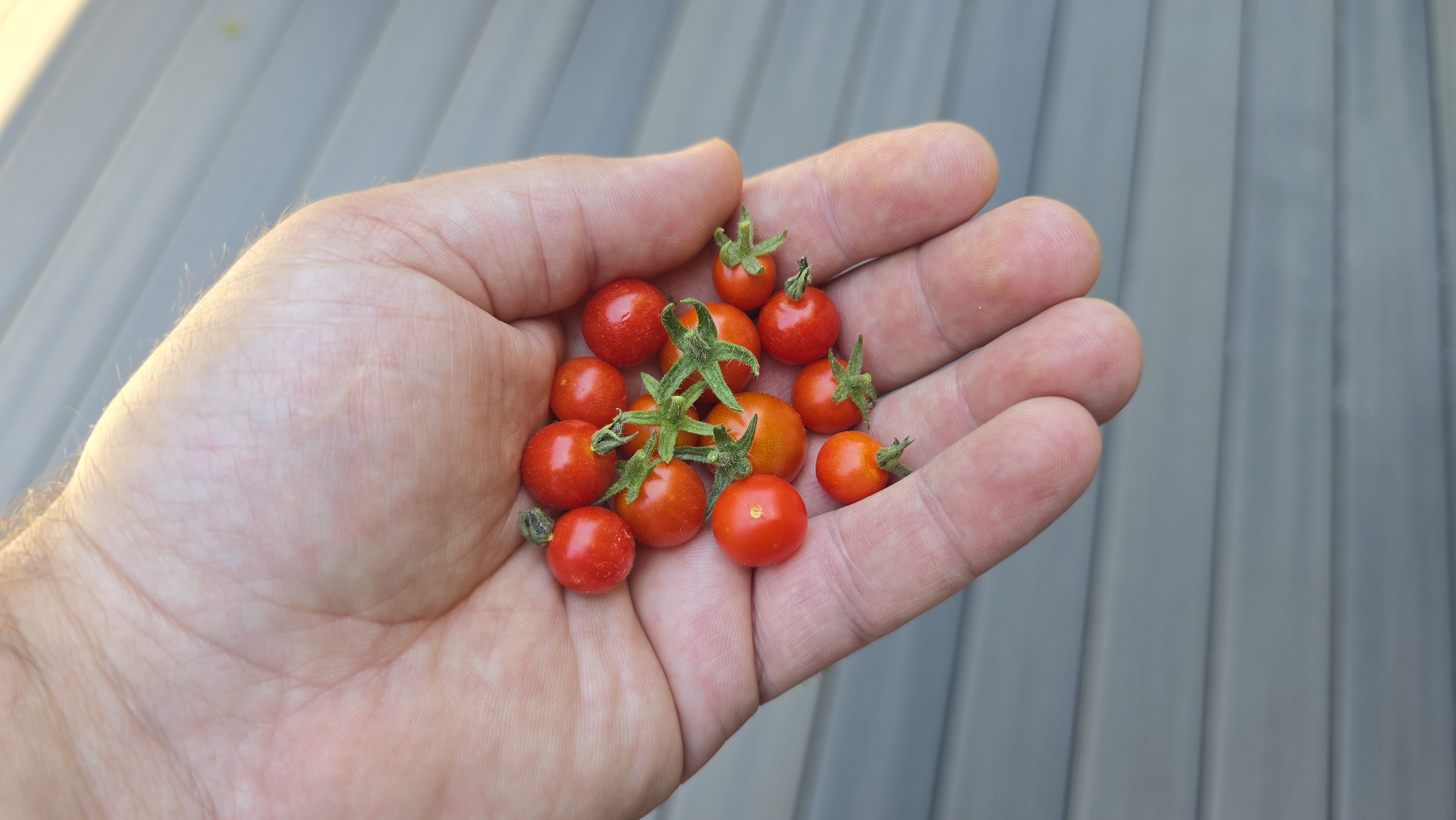 Mexico Midget (MX Midget)