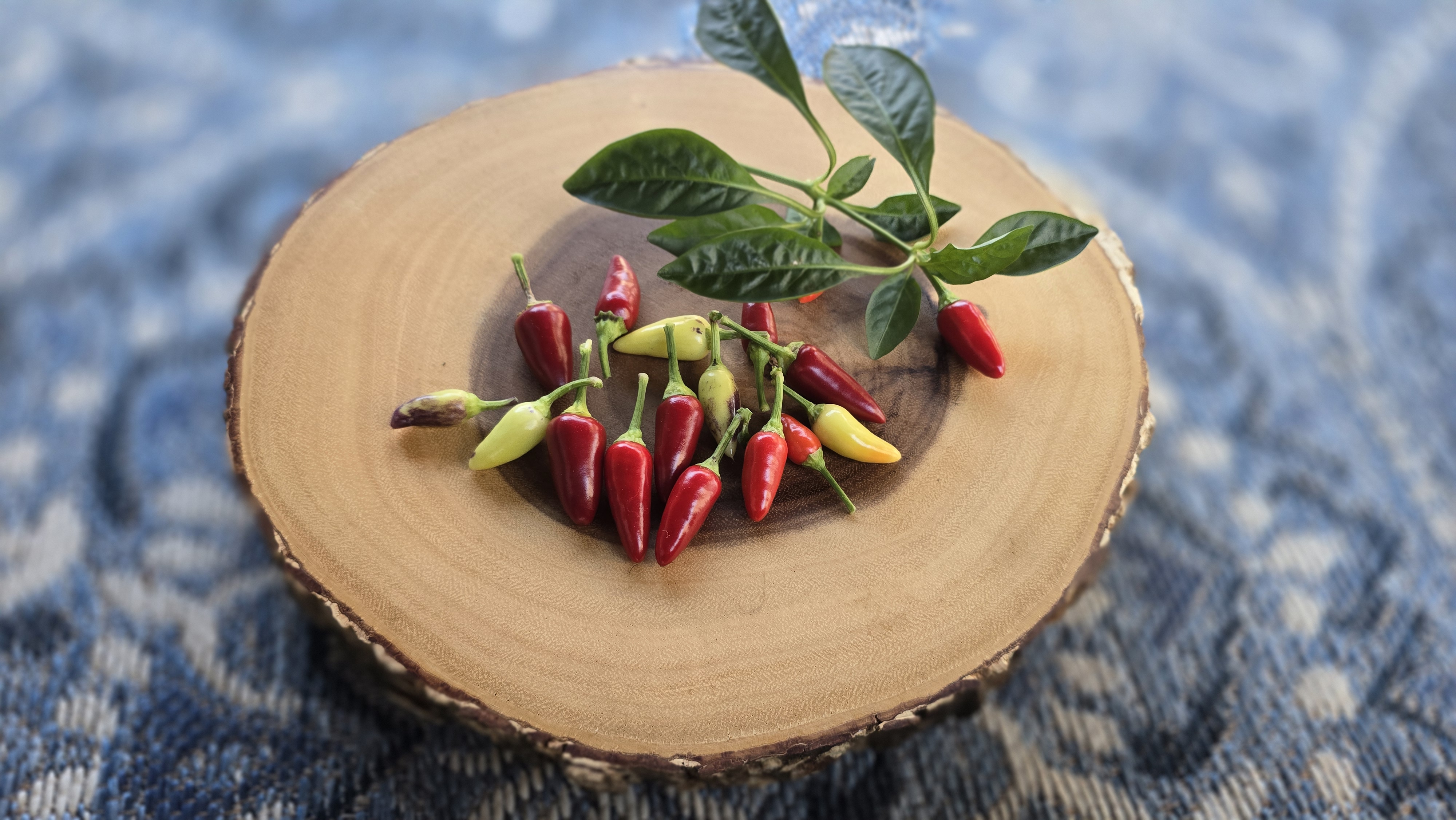 Bleeding Rawit White Purple Tall