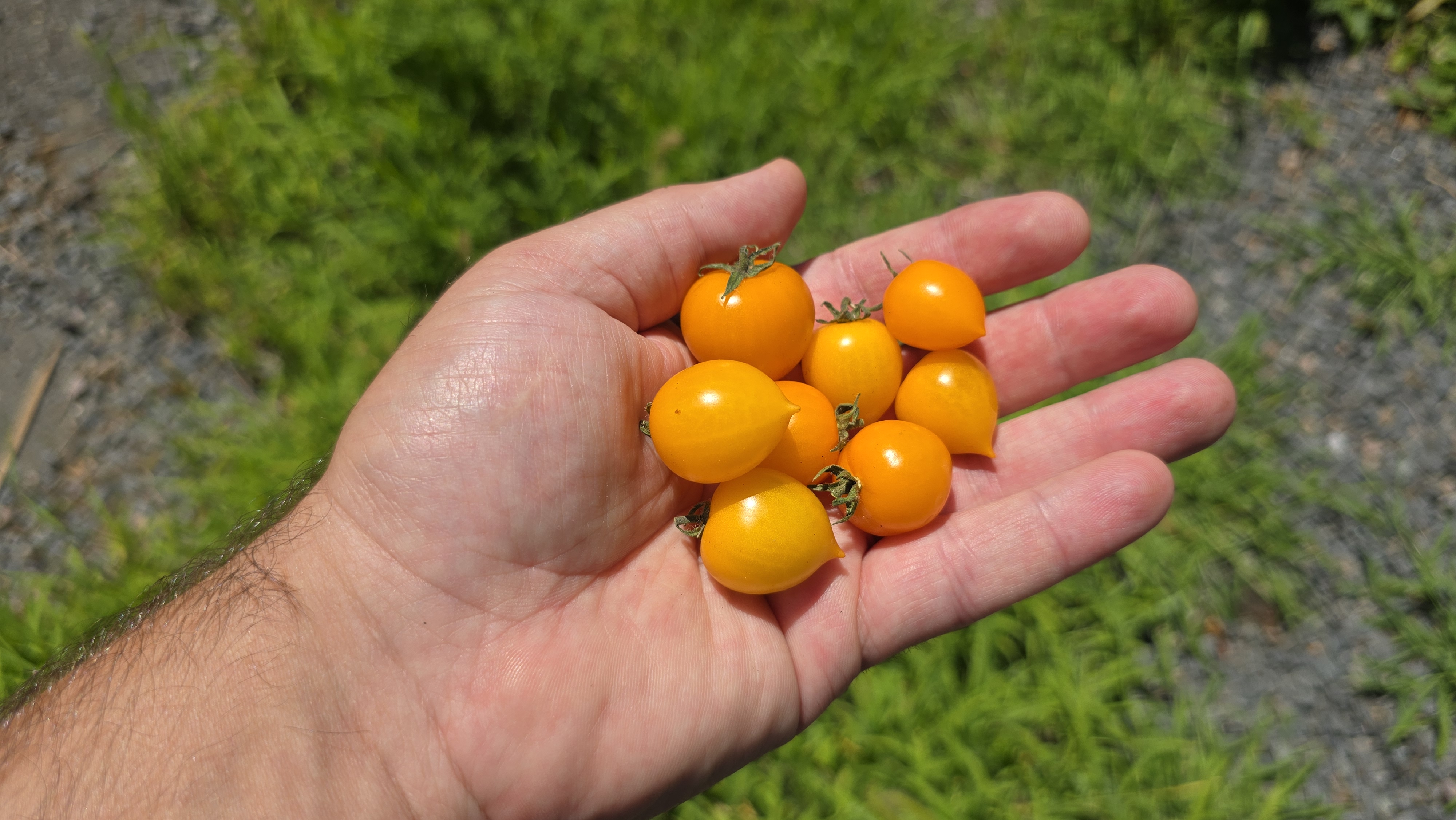 Nebolshoy Limon (Small Lemon)