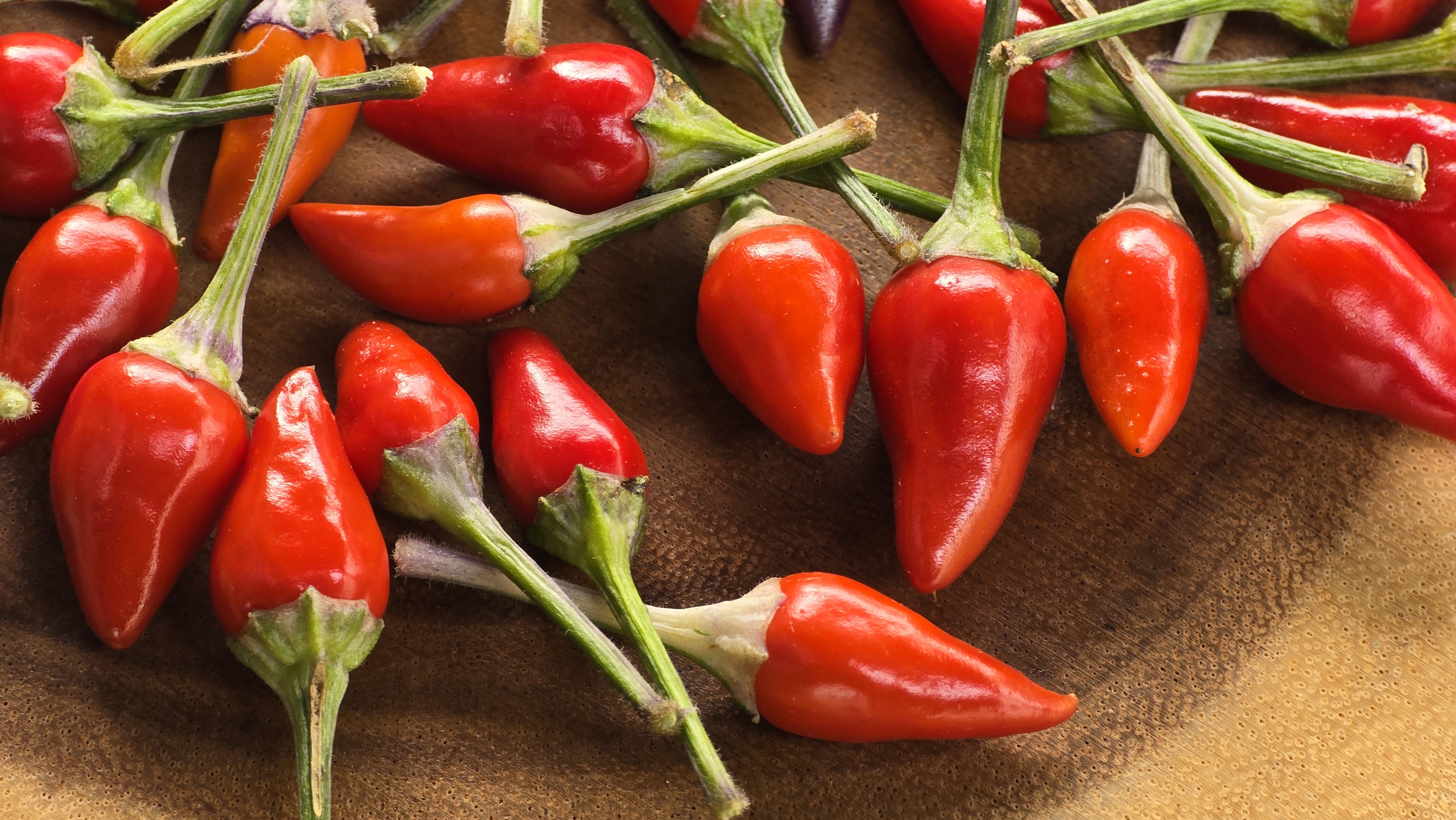 ((Blue Christmas x Candlelight Mutant) x Purple Flash) x (Thunder Mountain Longhorn x Ninfadora) F4