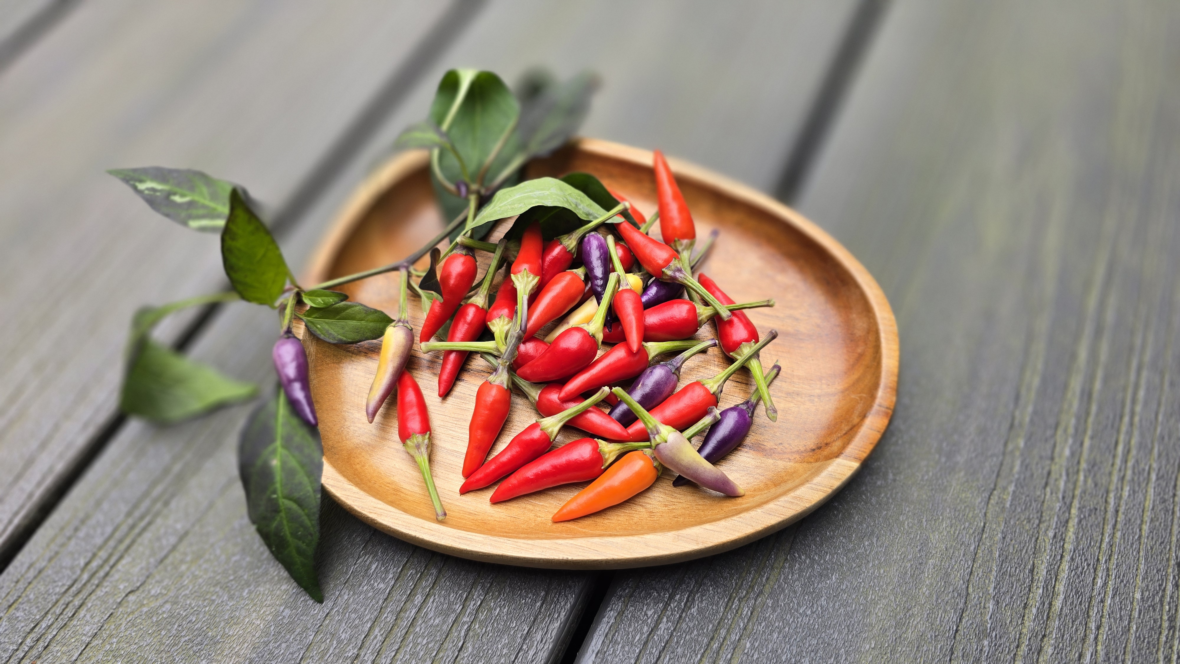 Variegated Candlelight x Buena Mulata F3