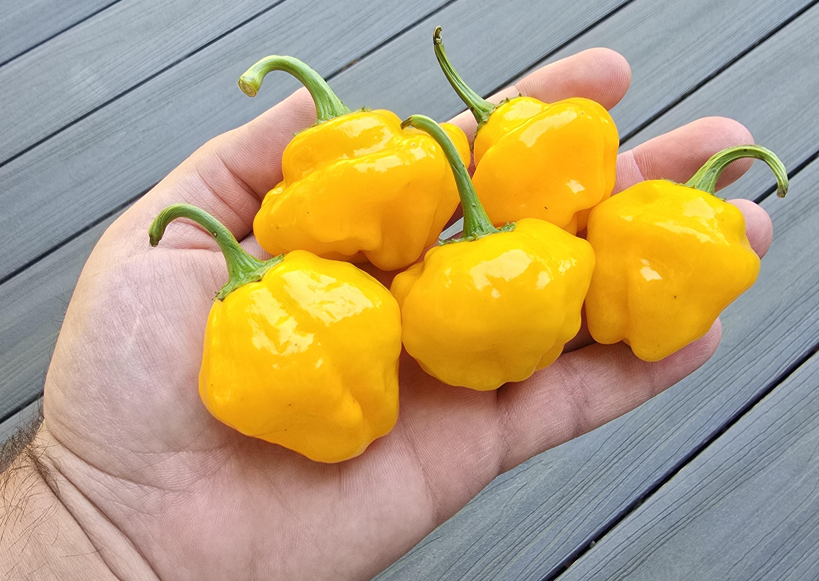 Scotch Bonnet Yellow