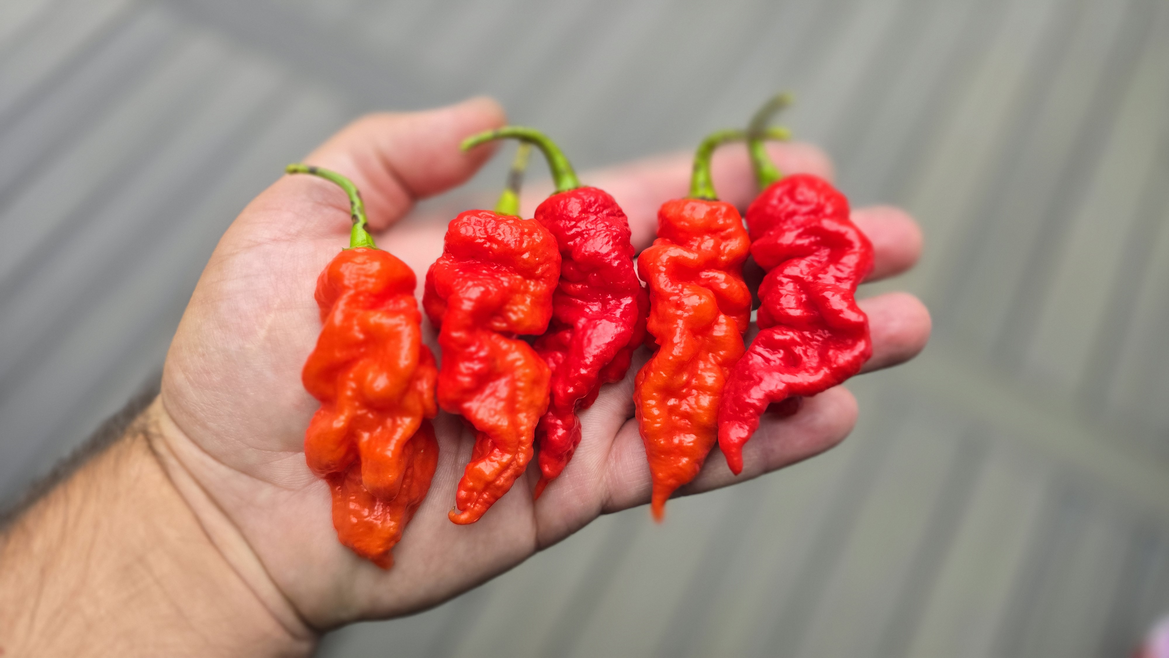 Fadda's Poison Tail Red (Off Pheno)