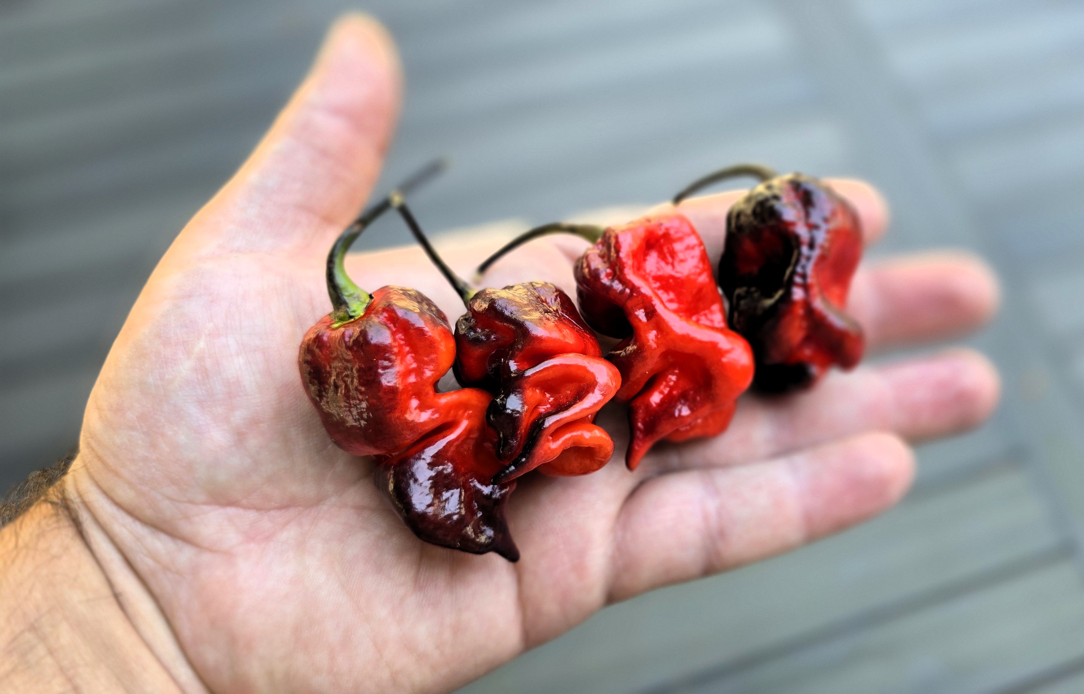 Bhut Jolokia Black x Orion SP