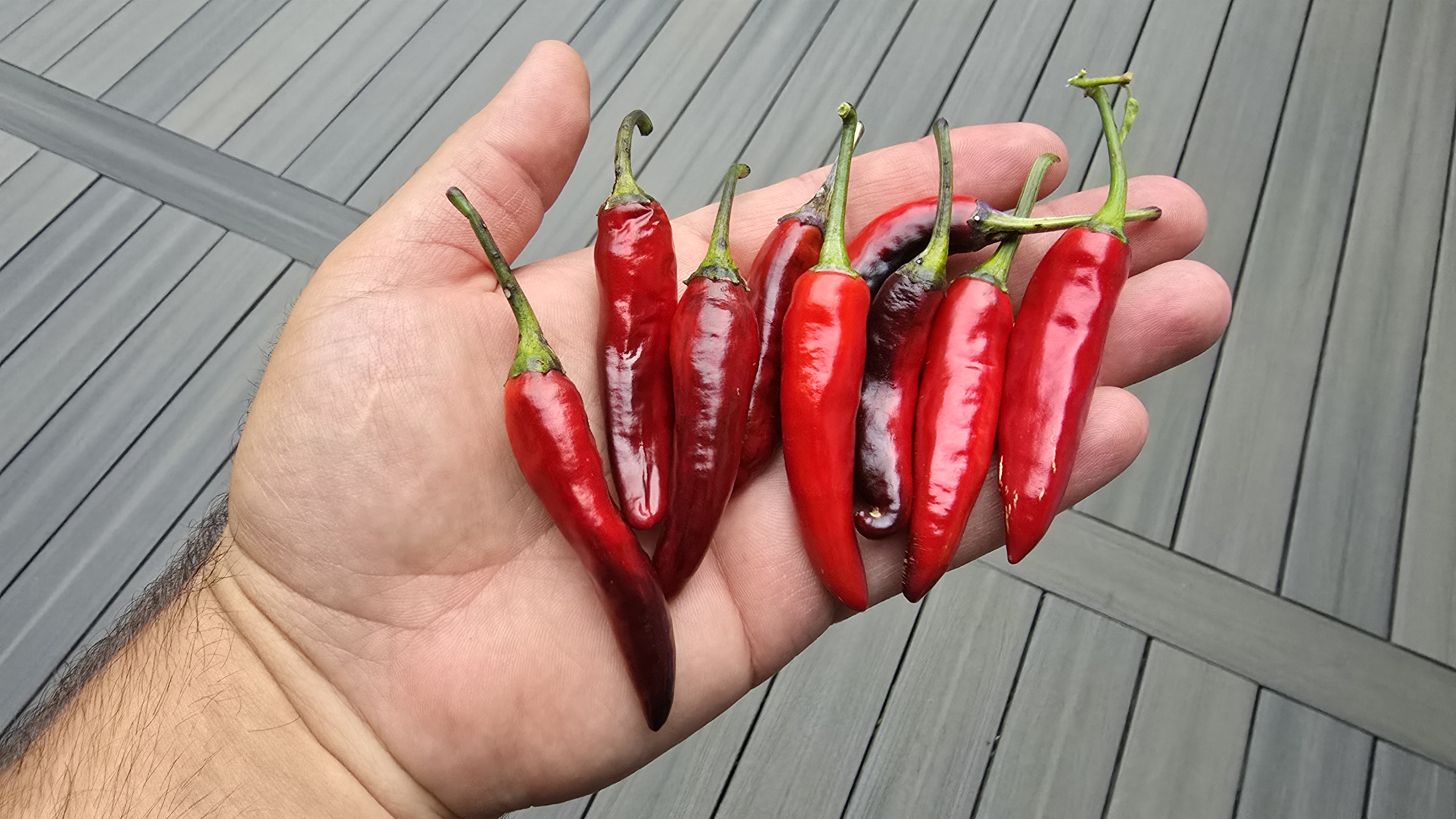 Bryan's Blood Long x (Dreamcatcher x Sangria Cluster) F2