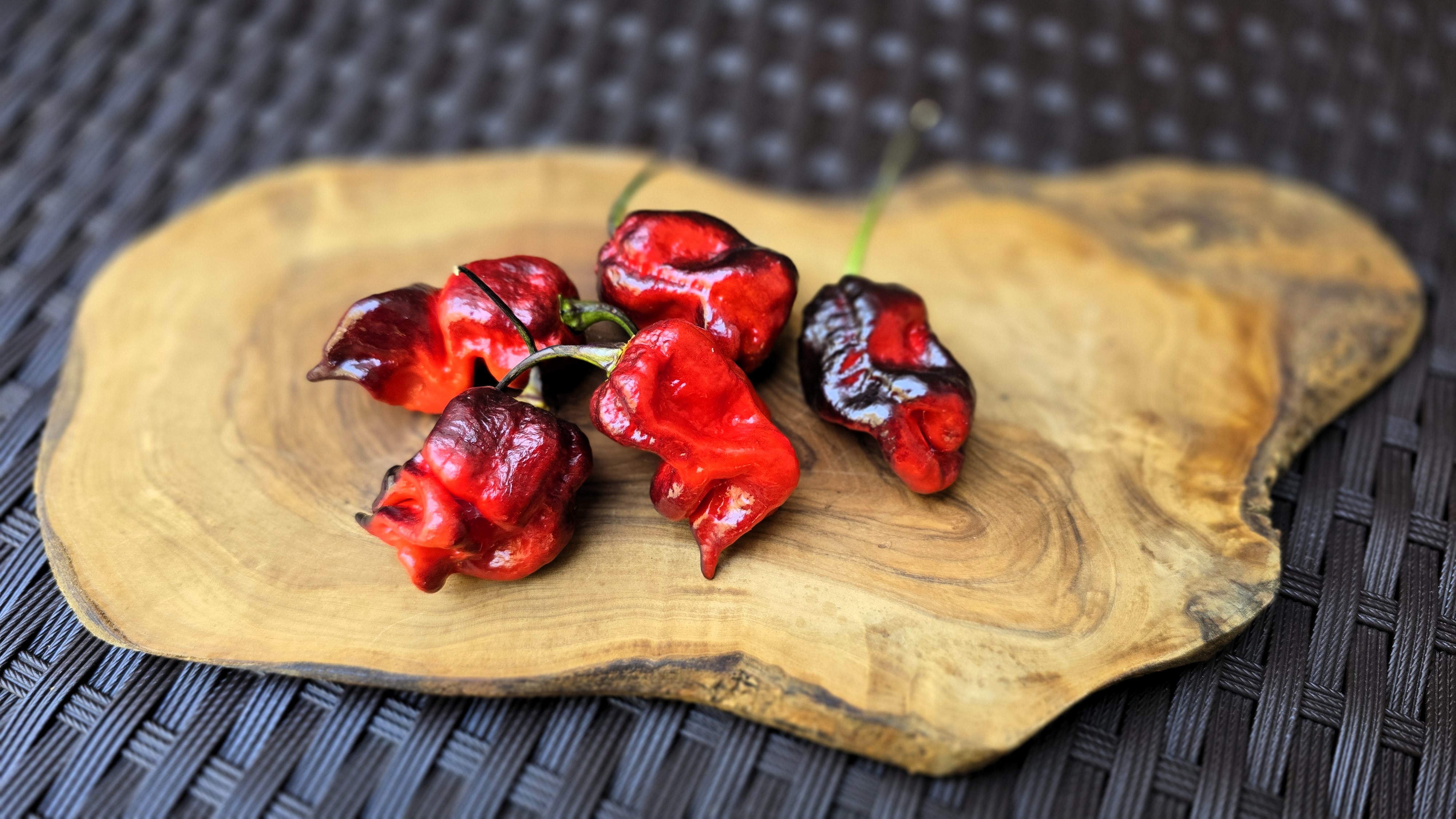 Bhut Jolokia Black x Orion SP
