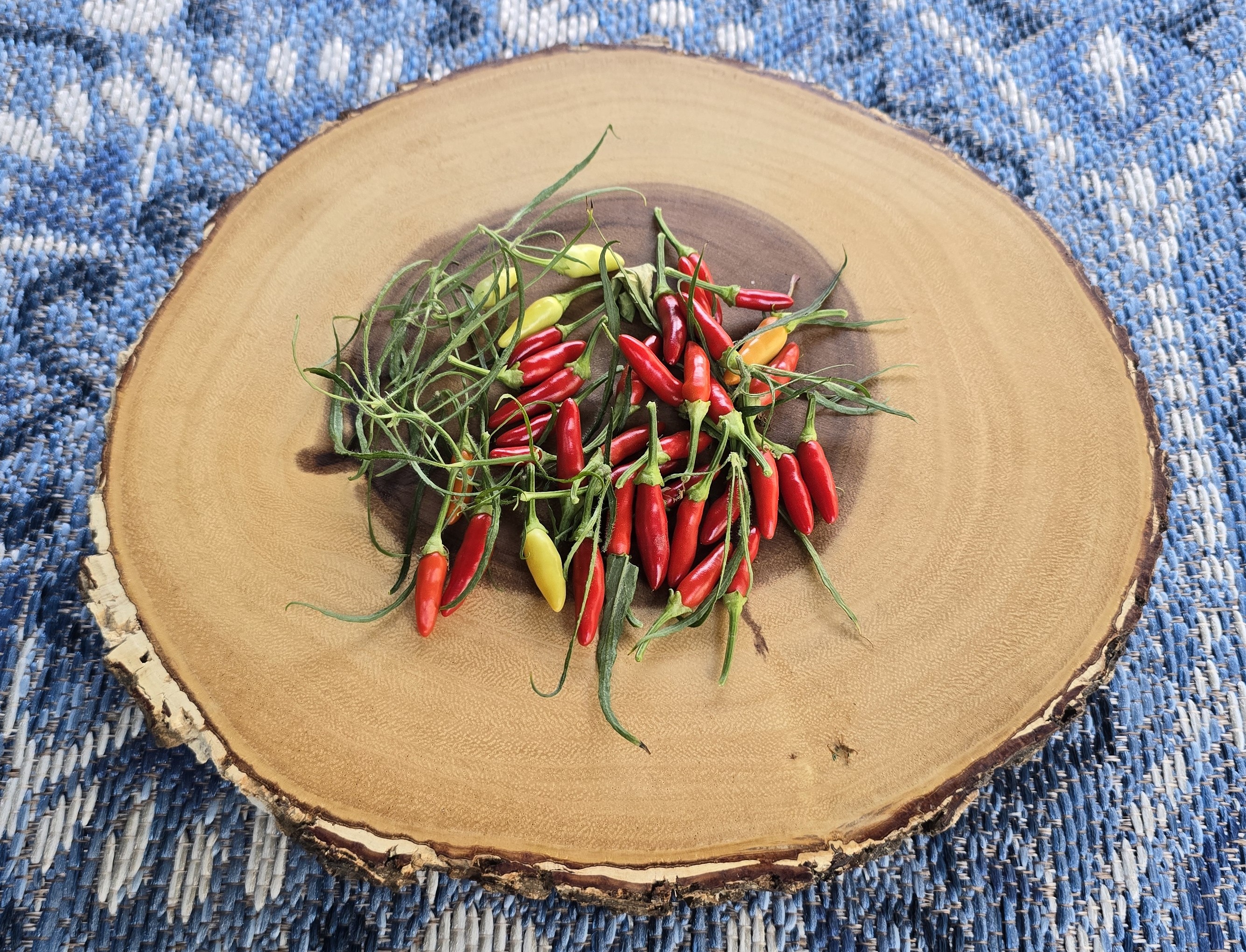 Xion Mutant RR x Black Pearl x Scarlett