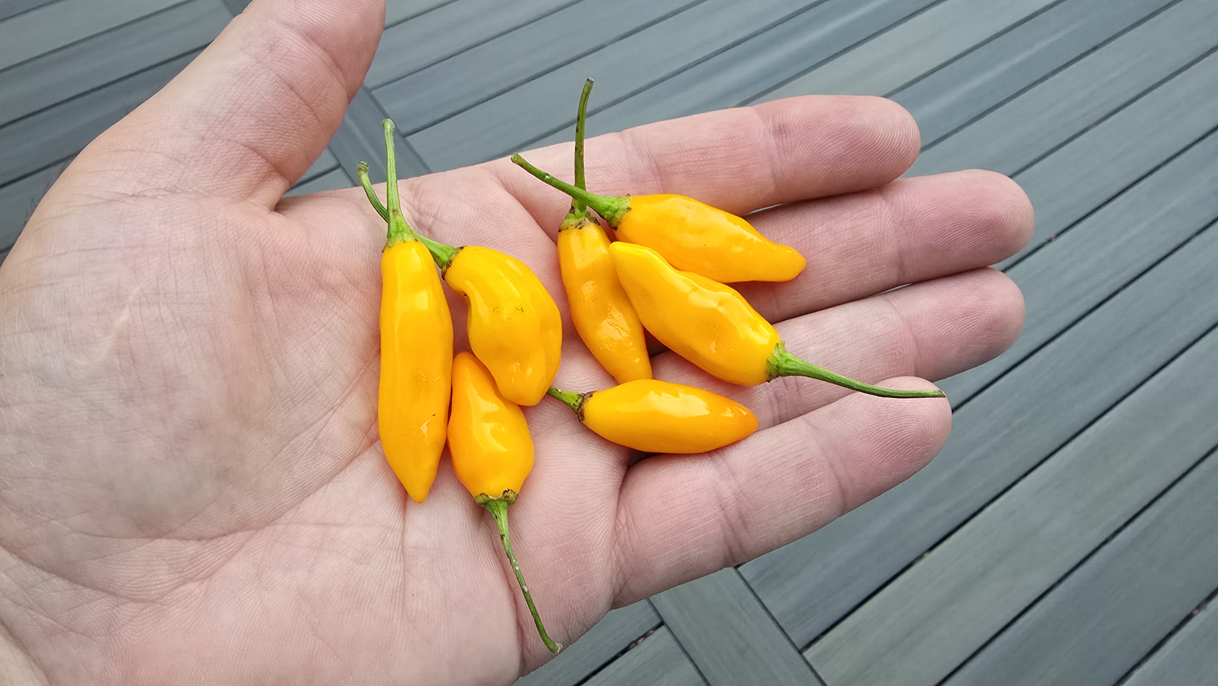 BBG7 Red x Glabriusculum Yellow F3