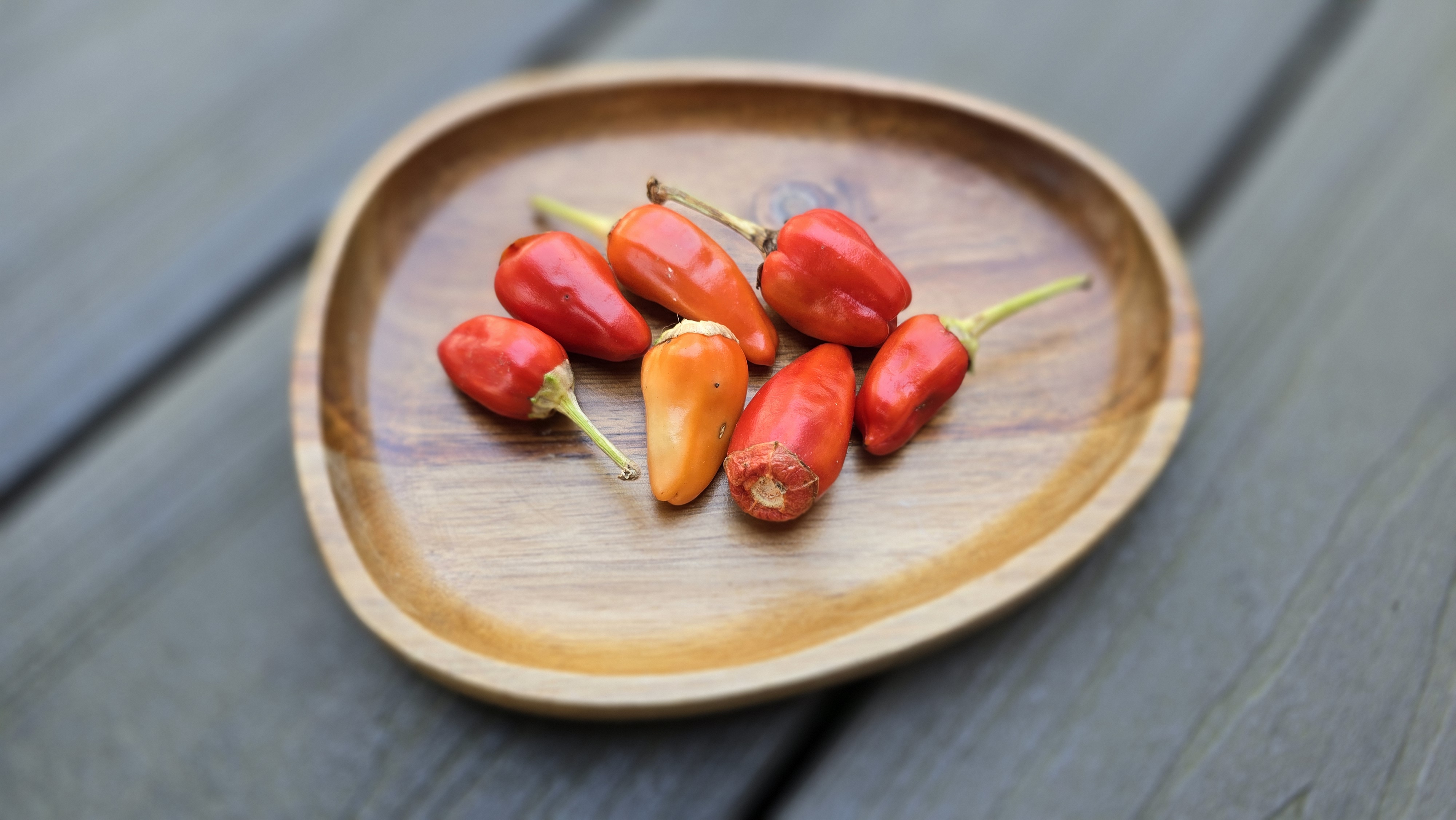Variegated Mutant x ( Bleeding Rawit White x Yellow Bouquet) F4