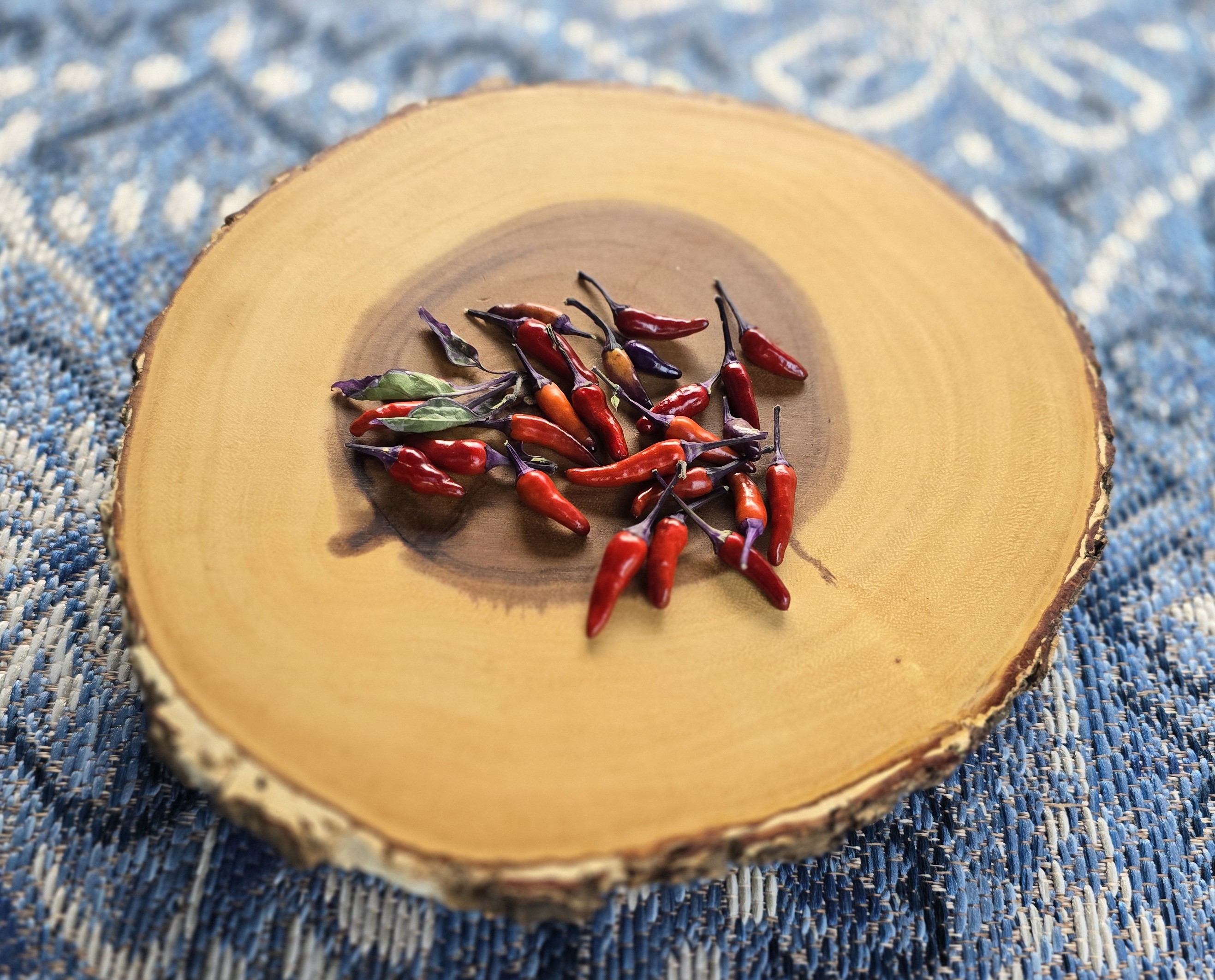 ((Blue Christmas x Candlelight Mutant) x Purple Flash) x (Thunder Mountain Longhorn x Ninfadora) F4 Pheno 2