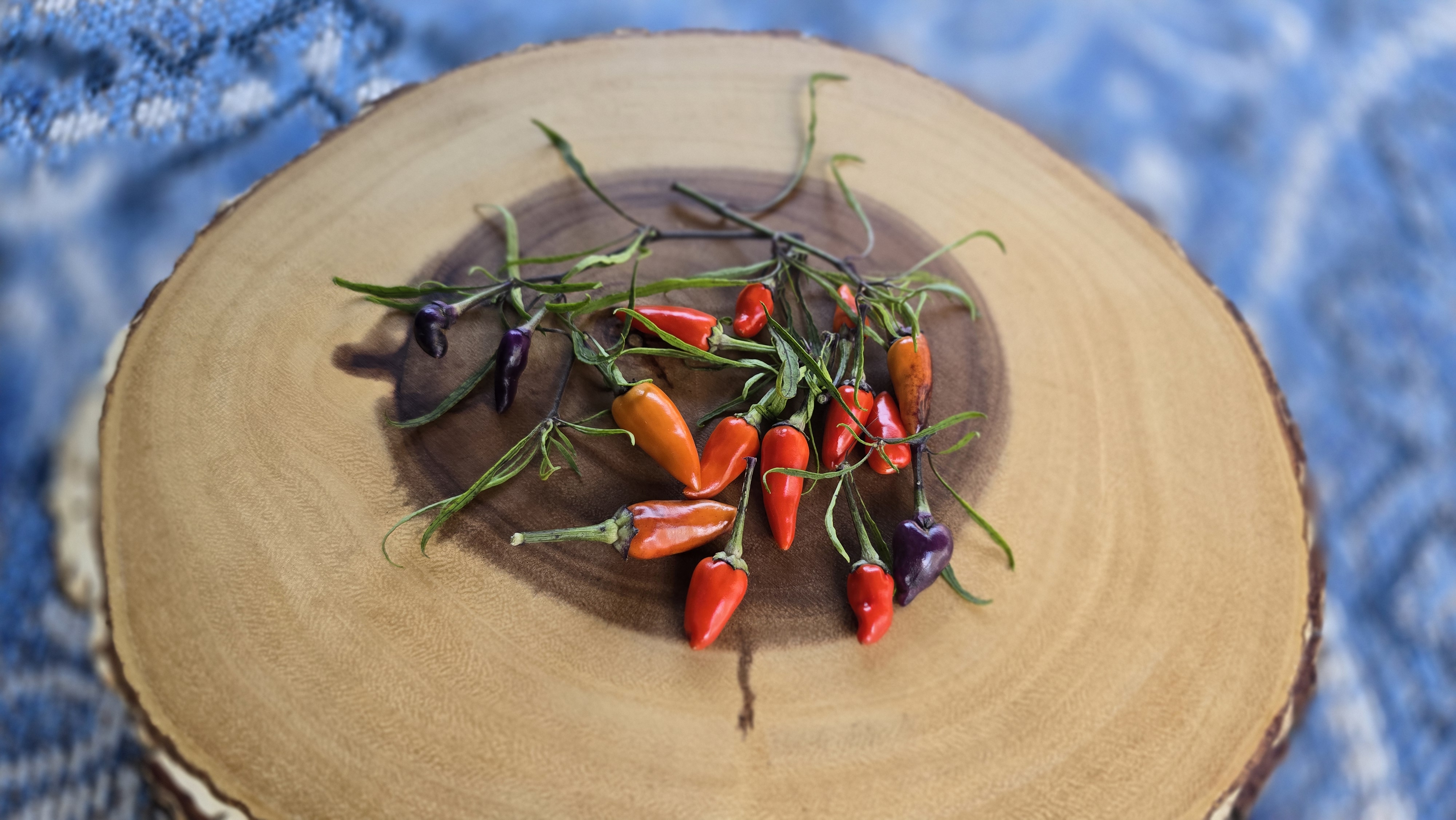 Mutant Multicolor x Scarlett Variegated