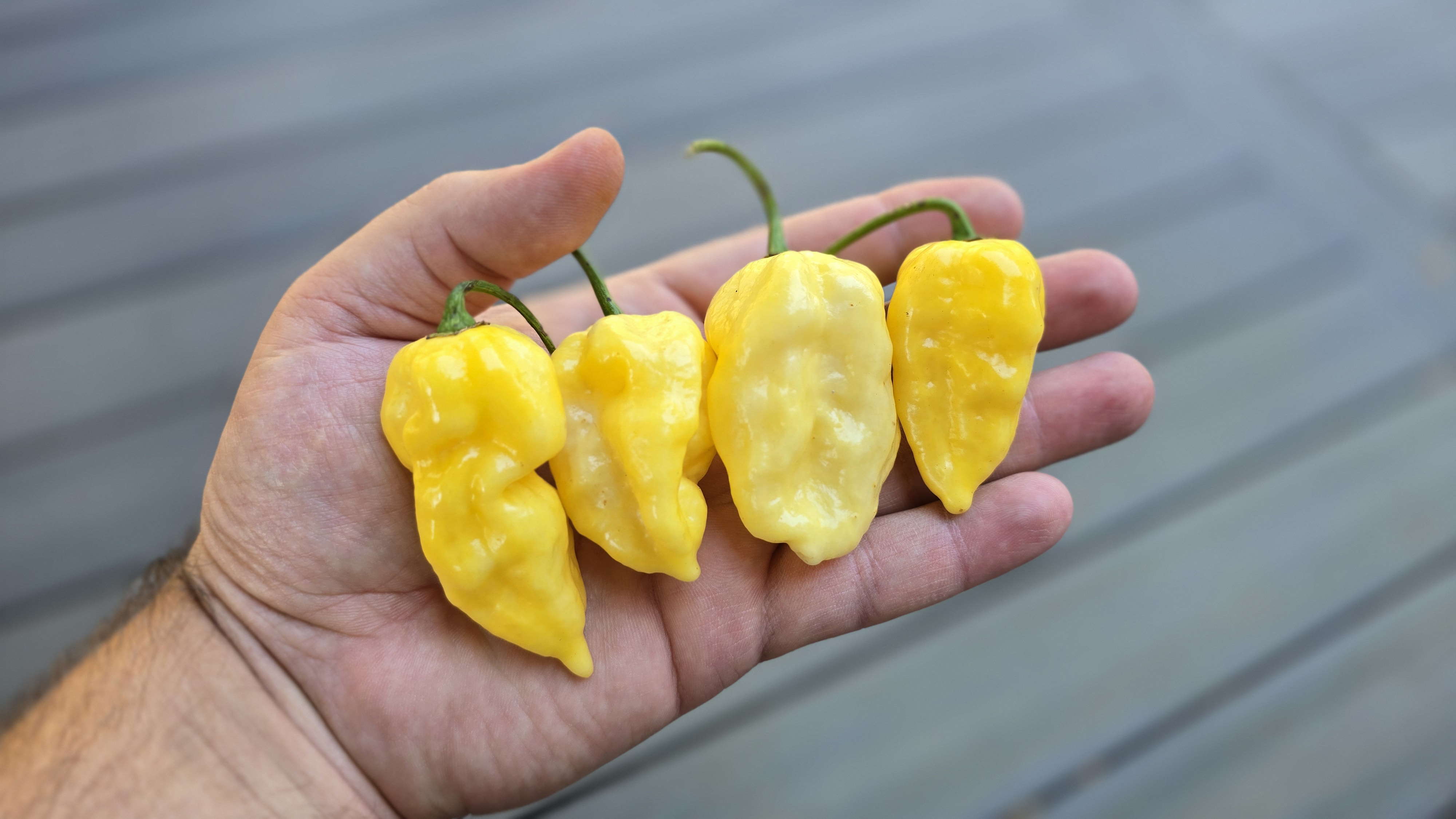 Fatalii white