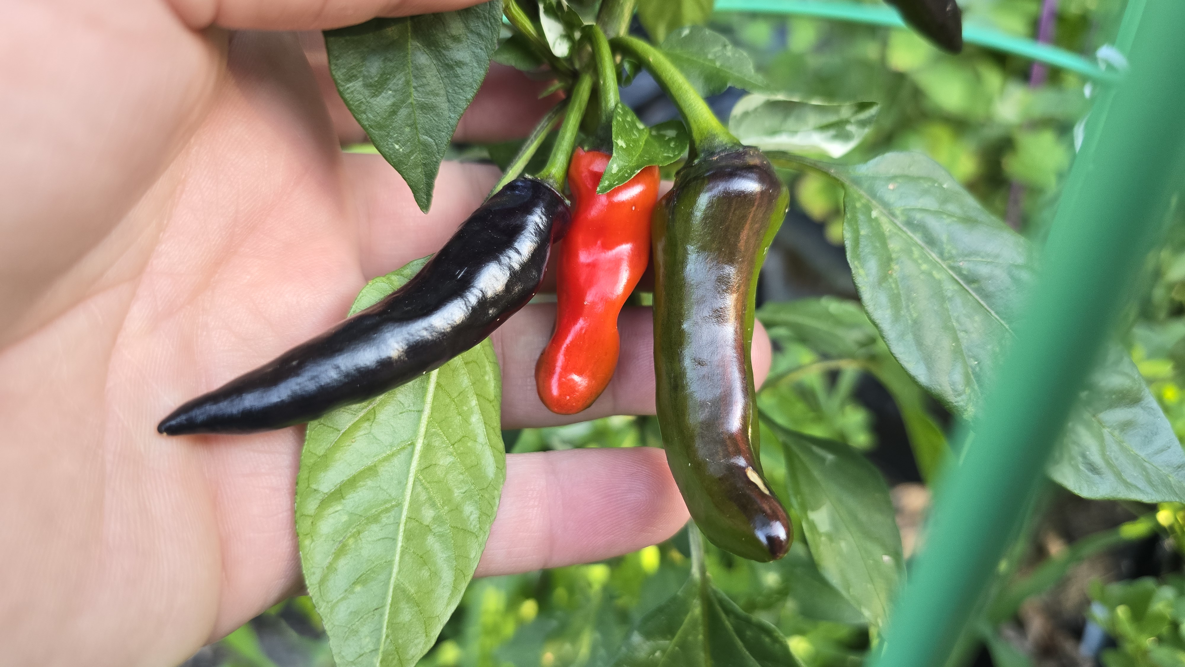 Bryan's Blood Long x (Dreamcatcher x Sangria Cluster) F2