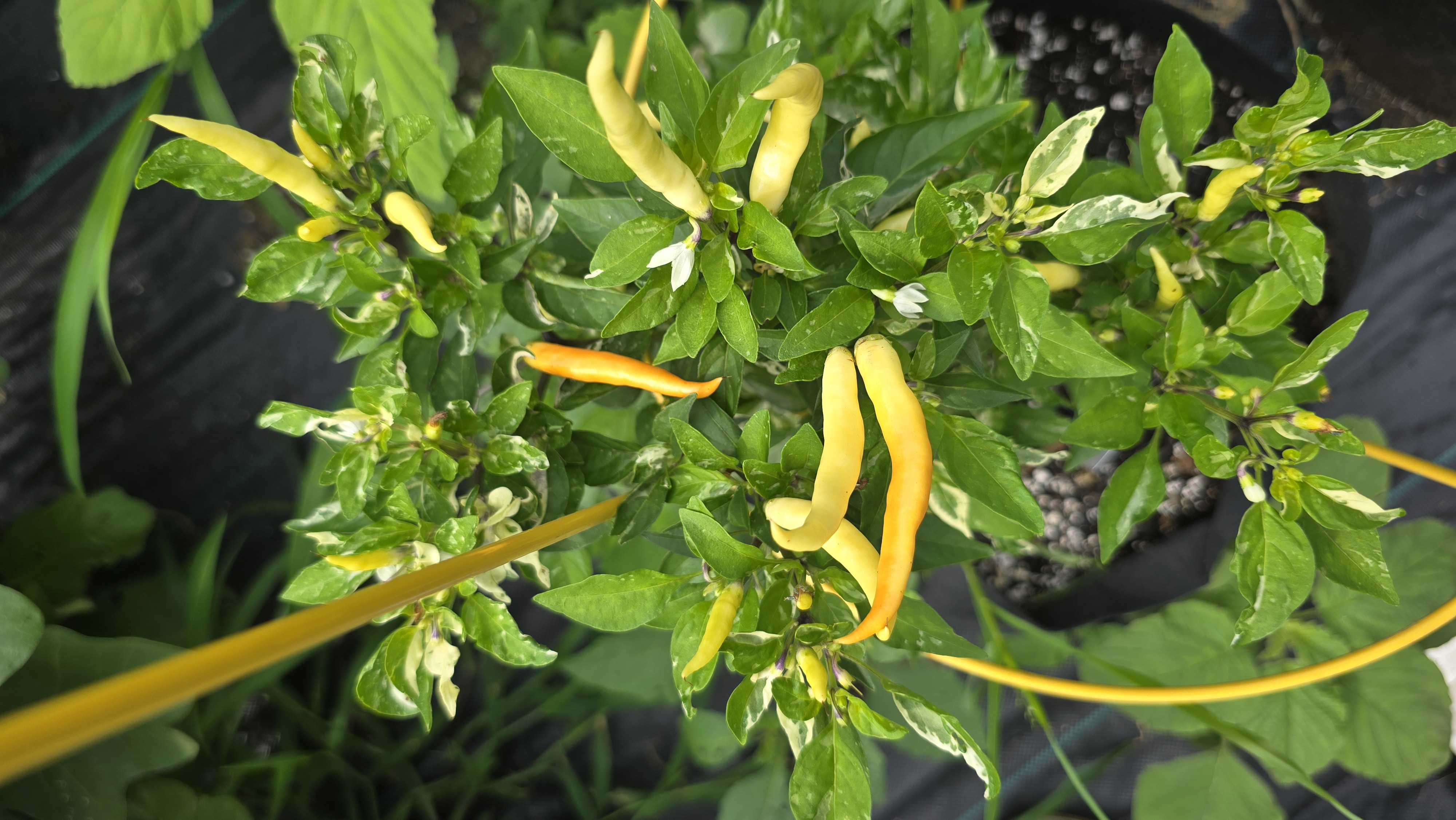 Variegated White Thai