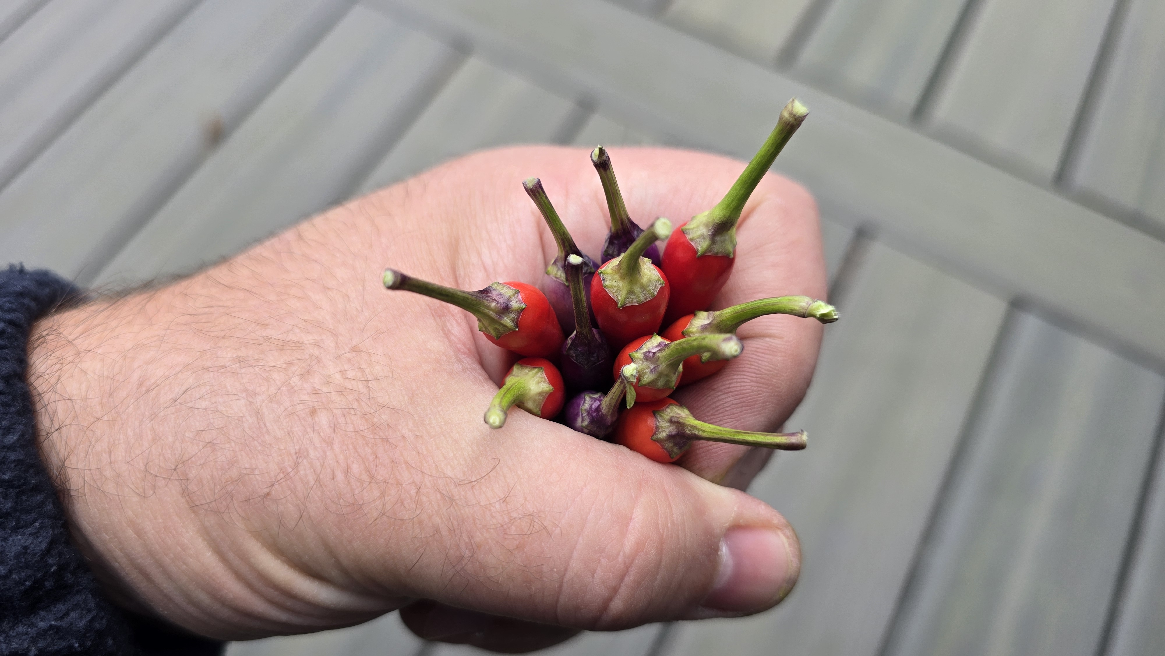 Variegated Candlelight x Buena Mulata F3